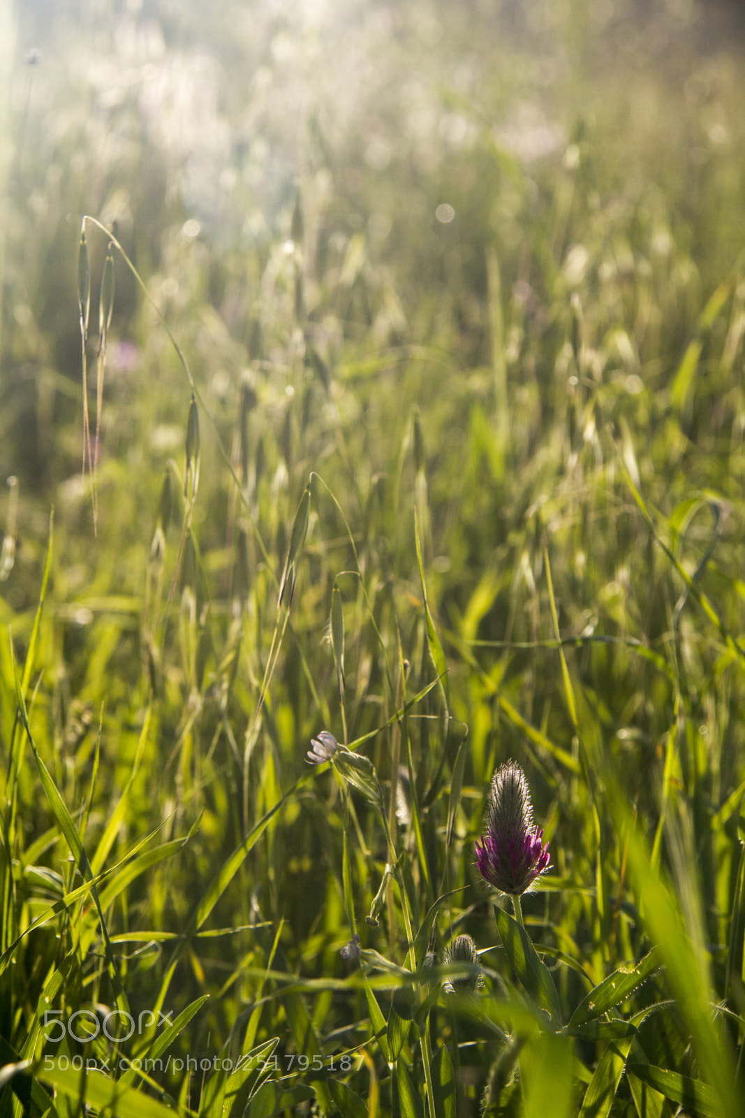 Canon EOS 550D (EOS Rebel T2i / EOS Kiss X4) sample photo. Spring summer with wild photography