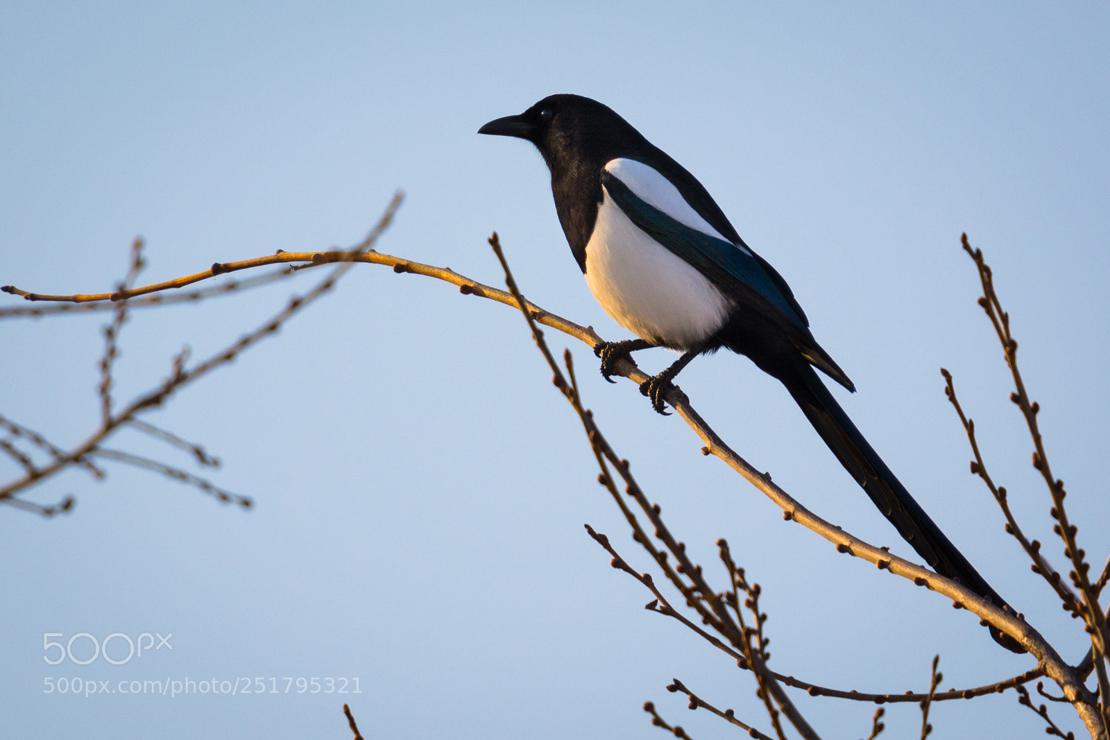 Nikon D5200 sample photo. Edmontonian magpie photography