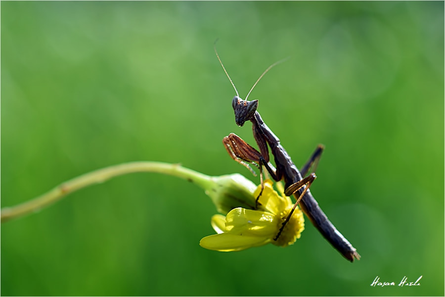 Nikon D3300 + ZEISS Makro-Planar T* 50mm F2 sample photo. +++ photography