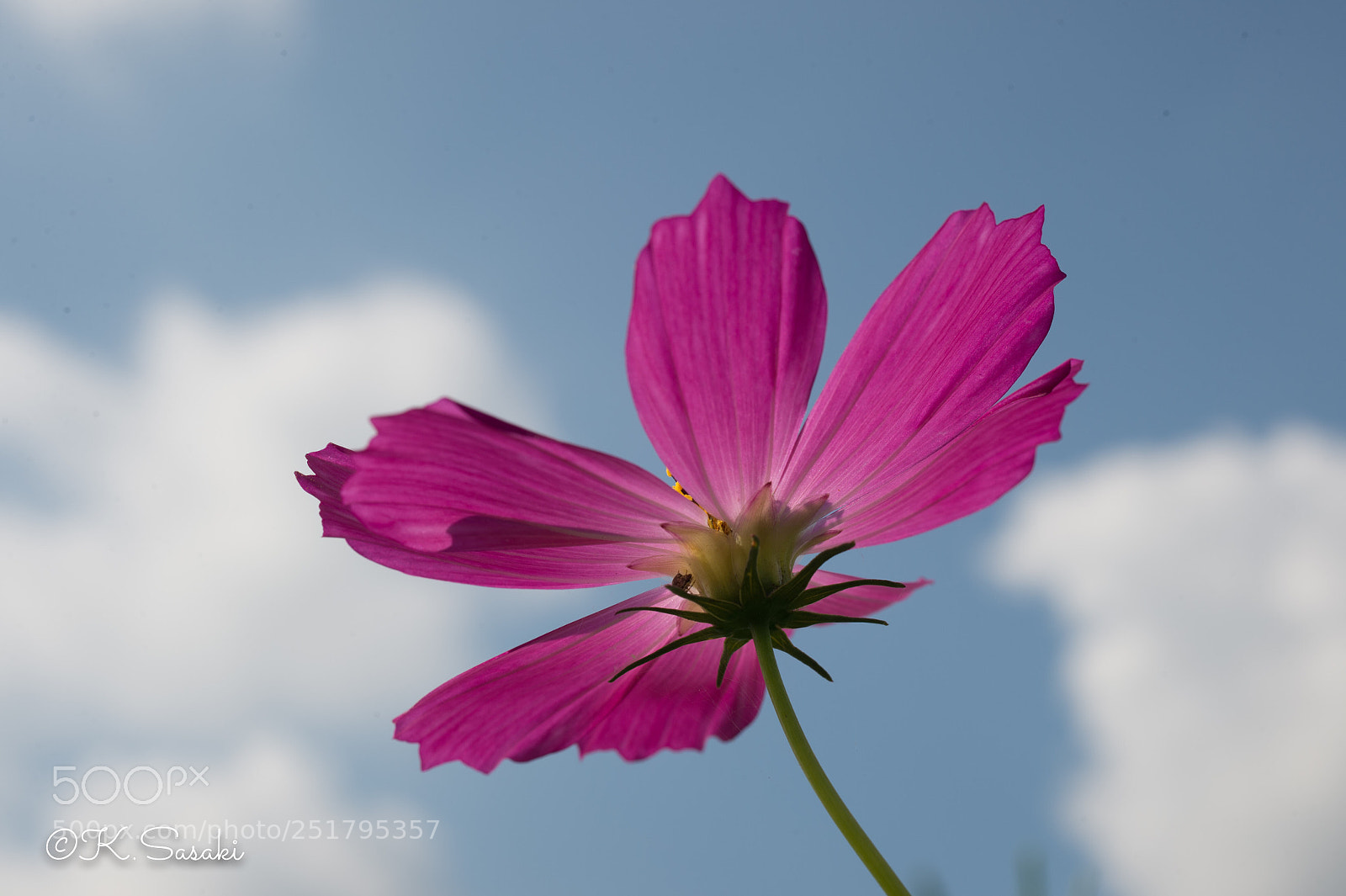 Nikon Df sample photo. Cosmos  photography
