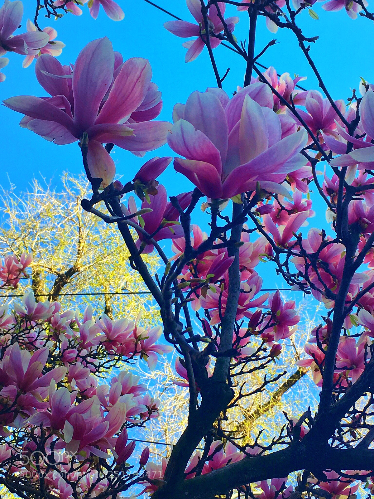 Apple iPhone 6s sample photo. Spring flowers  photography