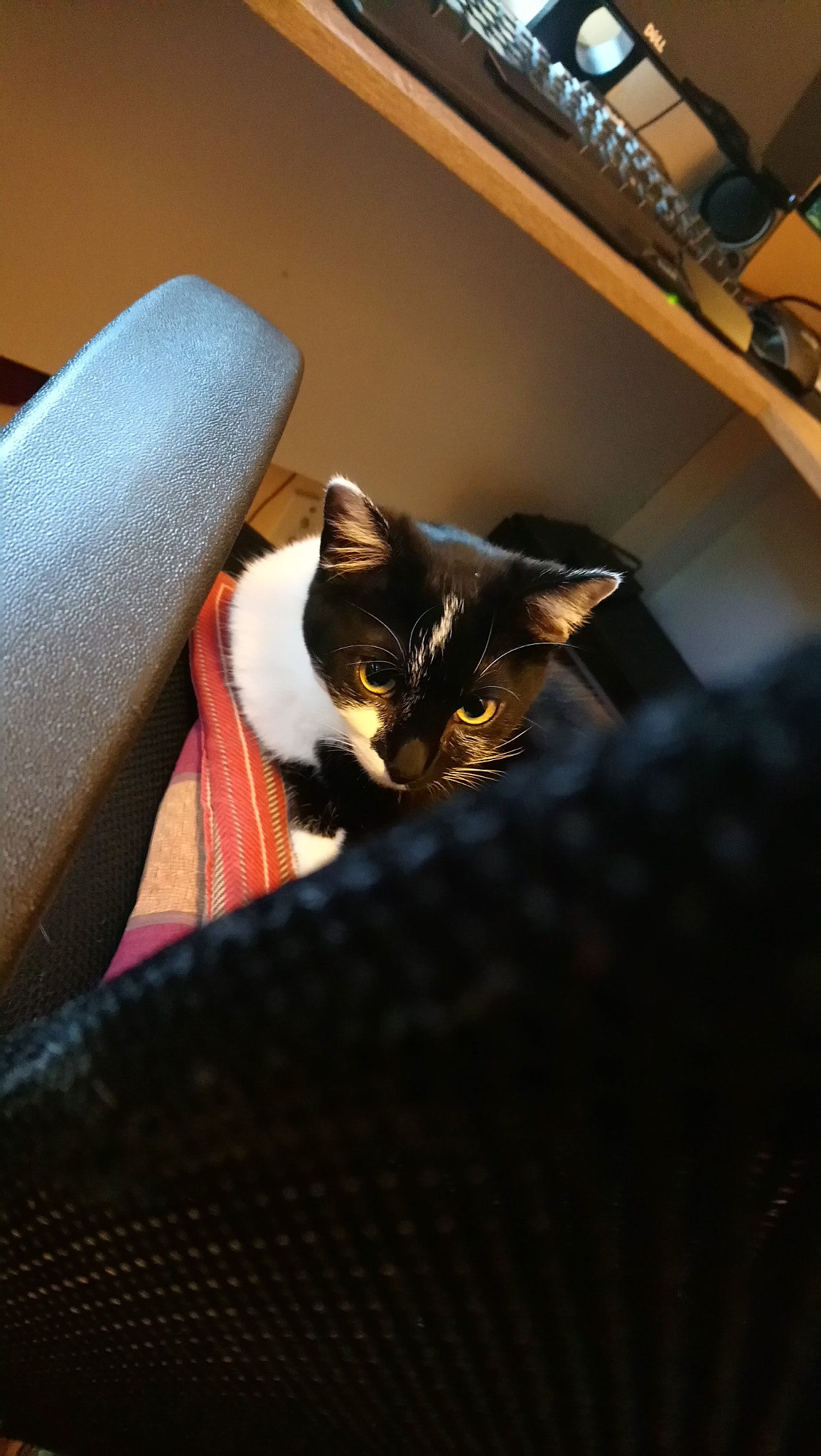 Sony Xperia XA1 Ultra sample photo