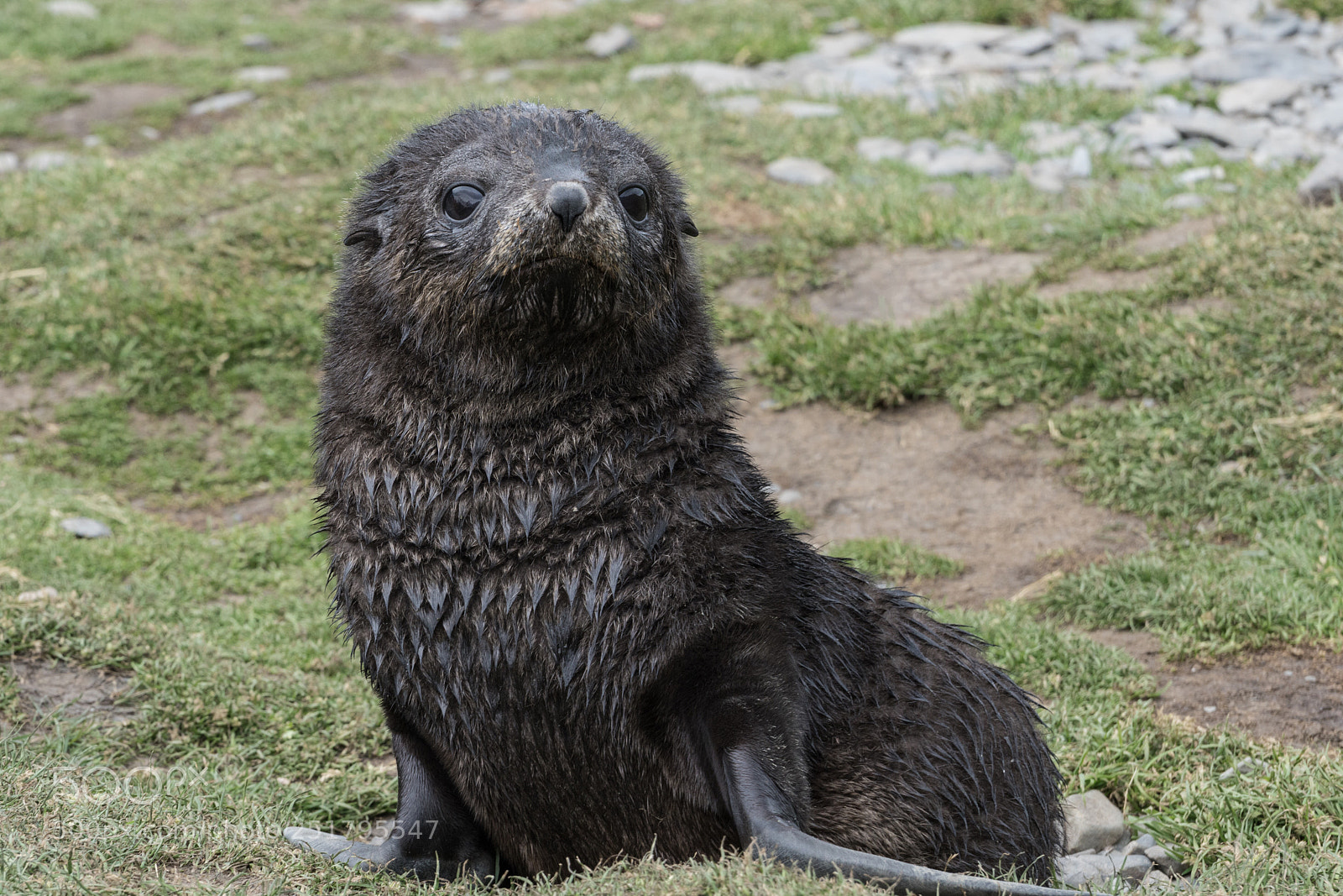 Sony a7R II sample photo. Stromness, south georgia photography
