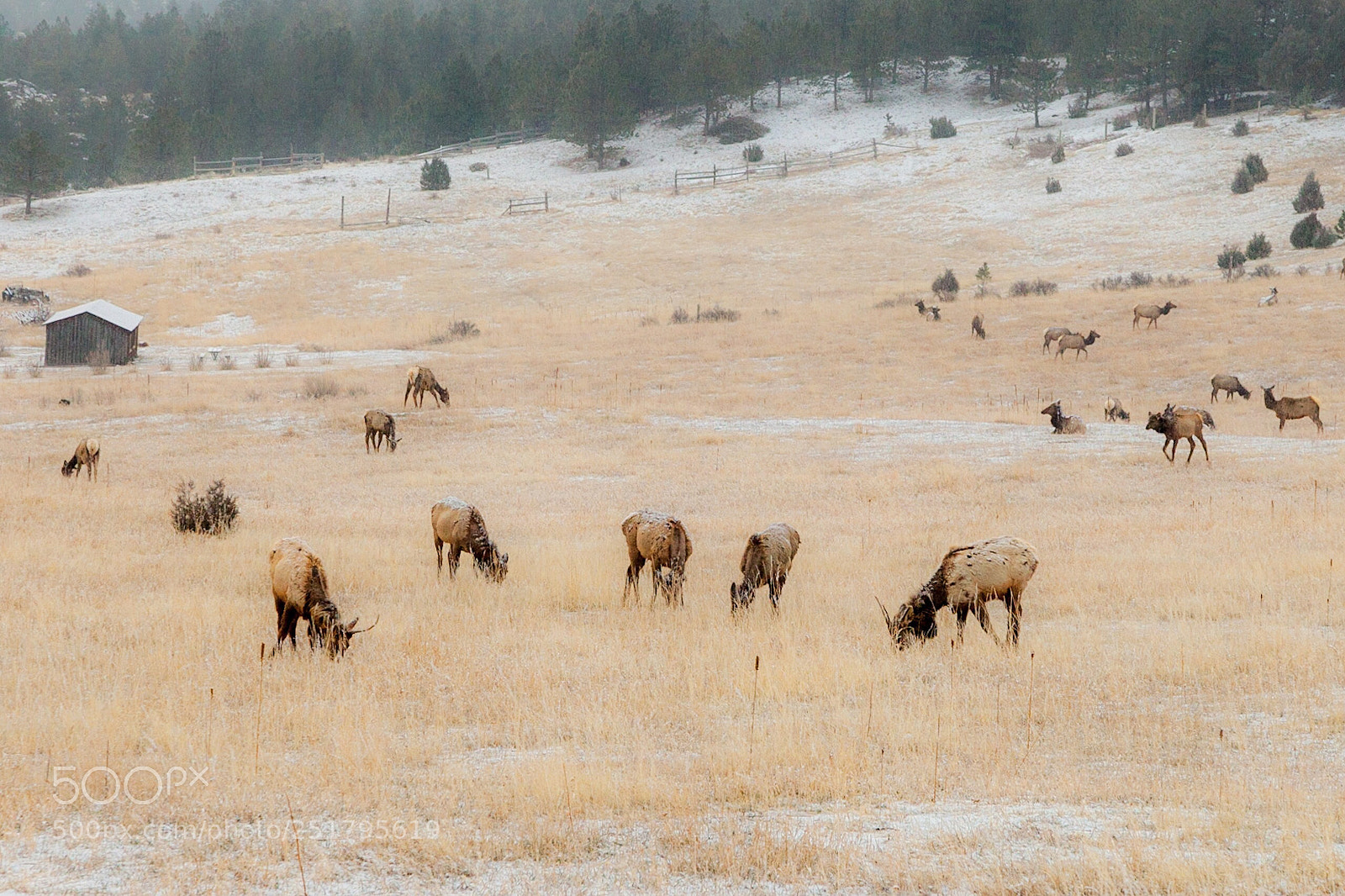 Canon EOS 5D Mark II sample photo. Elk grazing photography