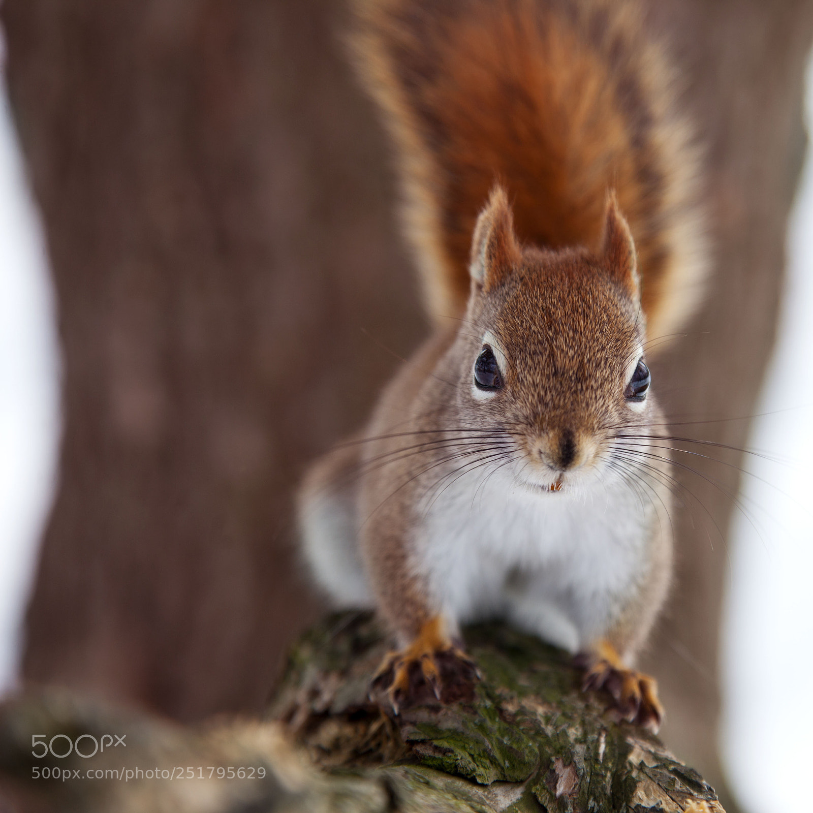 Canon EOS 5D Mark II sample photo. Le rouquin photography