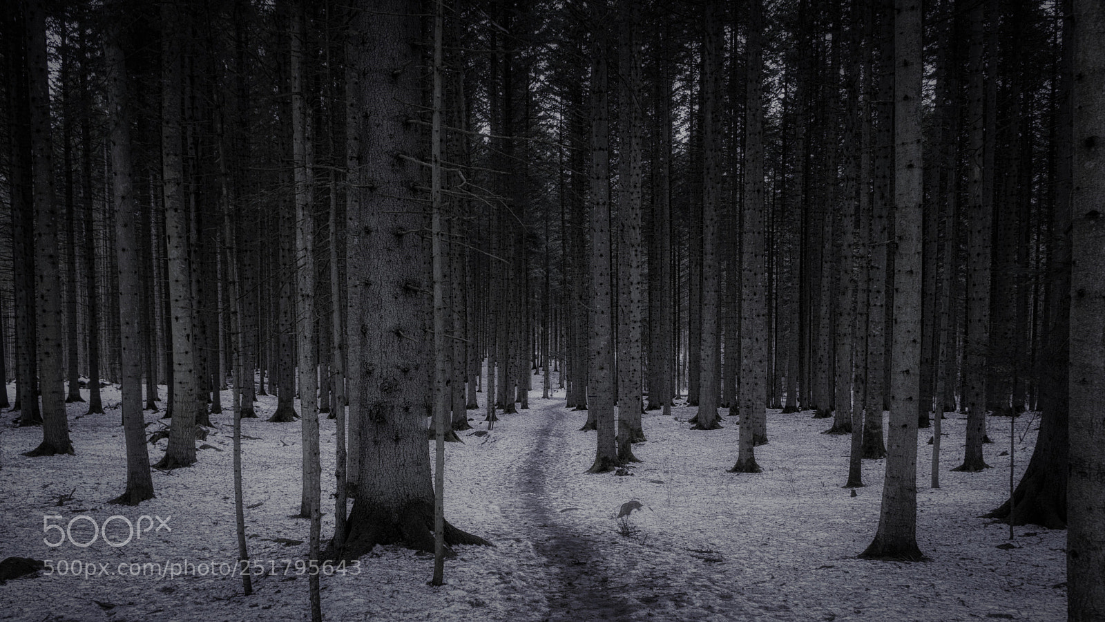 Sony a6000 sample photo. Forest photography