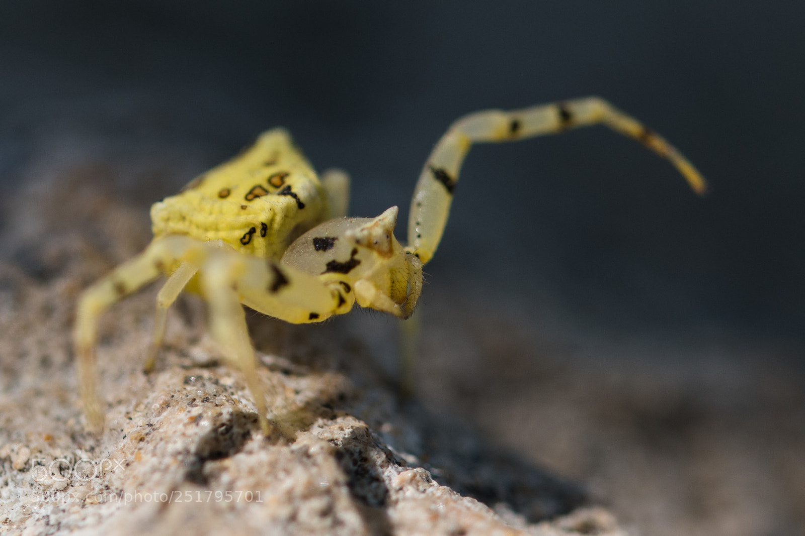 Nikon D5600 sample photo. The yellow spider photography