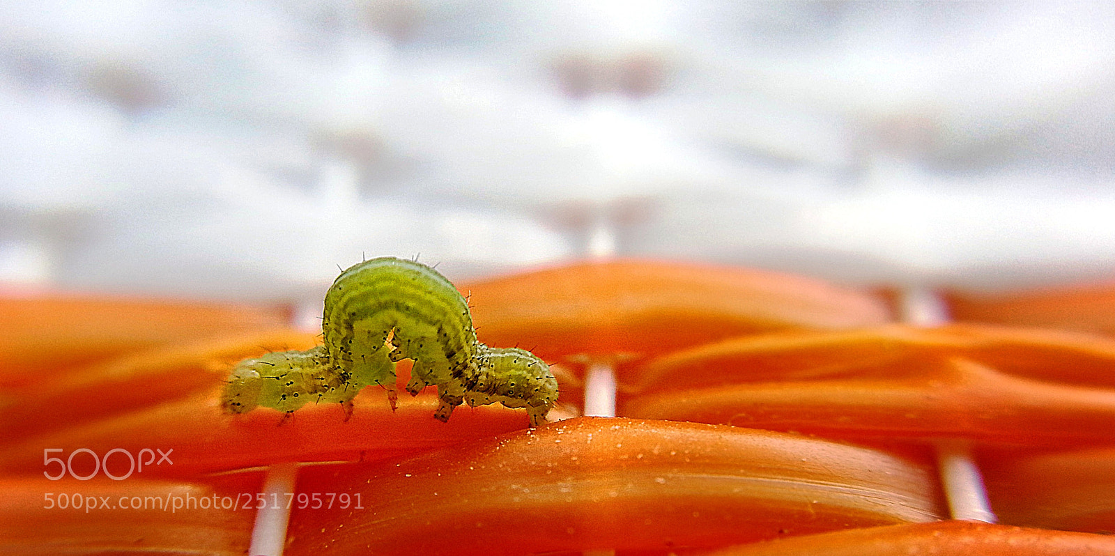 Samsung Galaxy S3 sample photo. Caterpillar photography