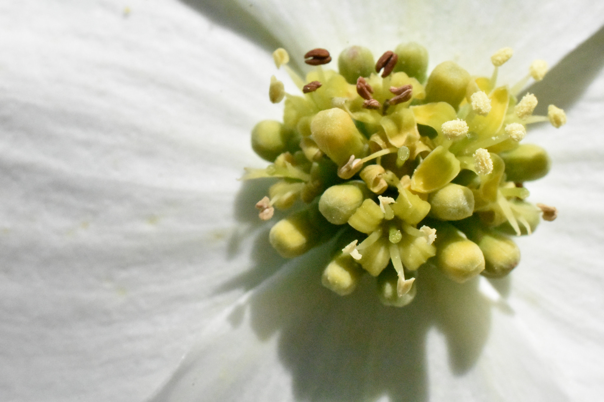 Nikon AF-S DX Micro Nikkor 40mm F2.8 sample photo. Dogwood photography