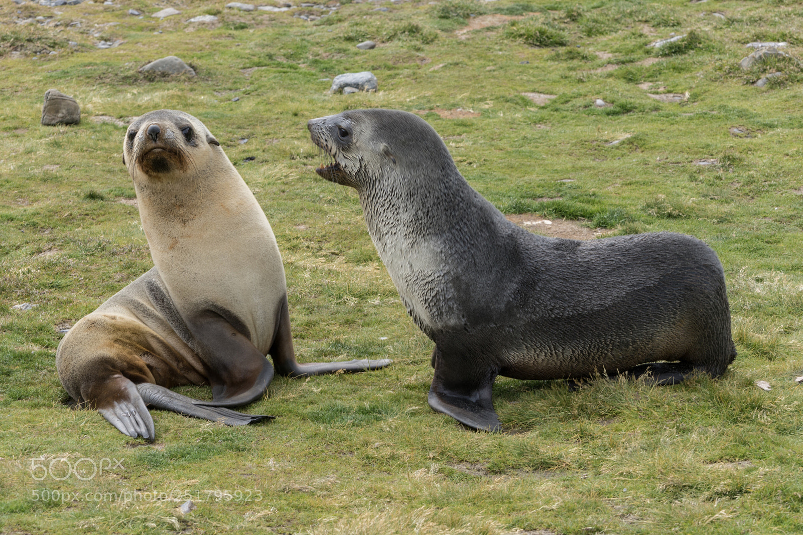 Sony a7R II sample photo. Stromness, south georgia photography
