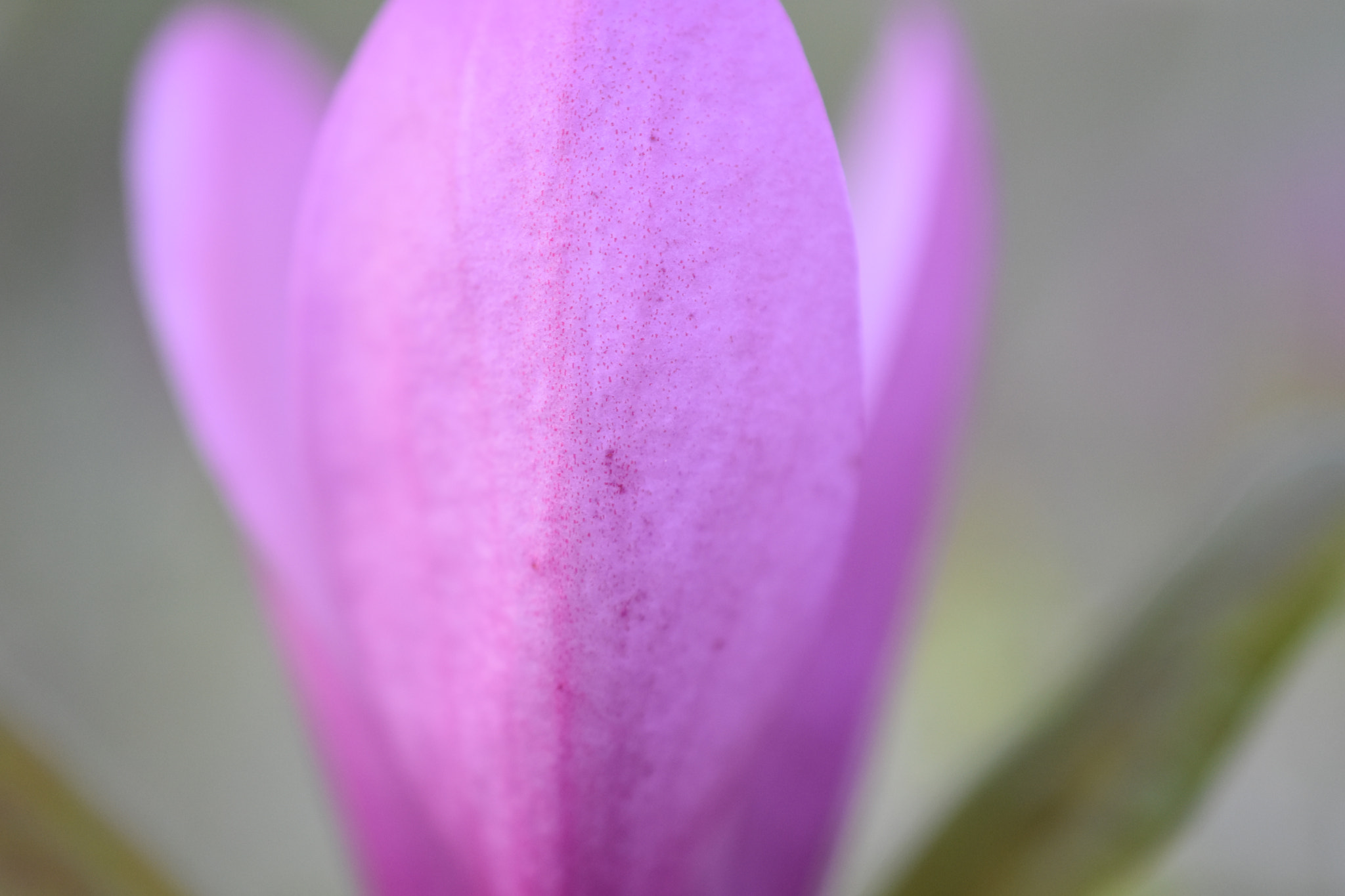 Nikon D3400 + Nikon AF-S DX Micro Nikkor 40mm F2.8 sample photo. Flower closeup photography