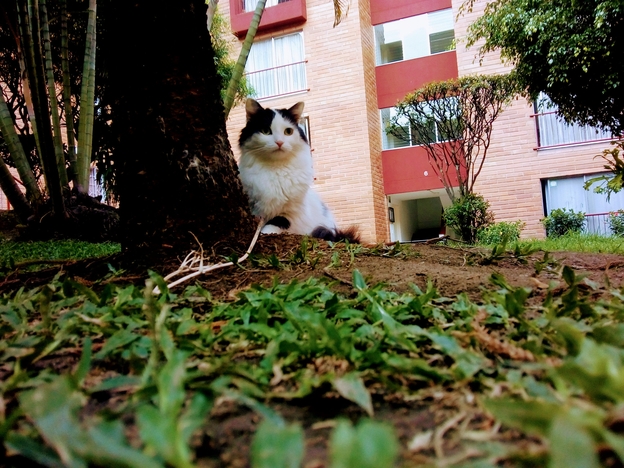 Motorola Moto C Plus sample photo. Wild cat photography
