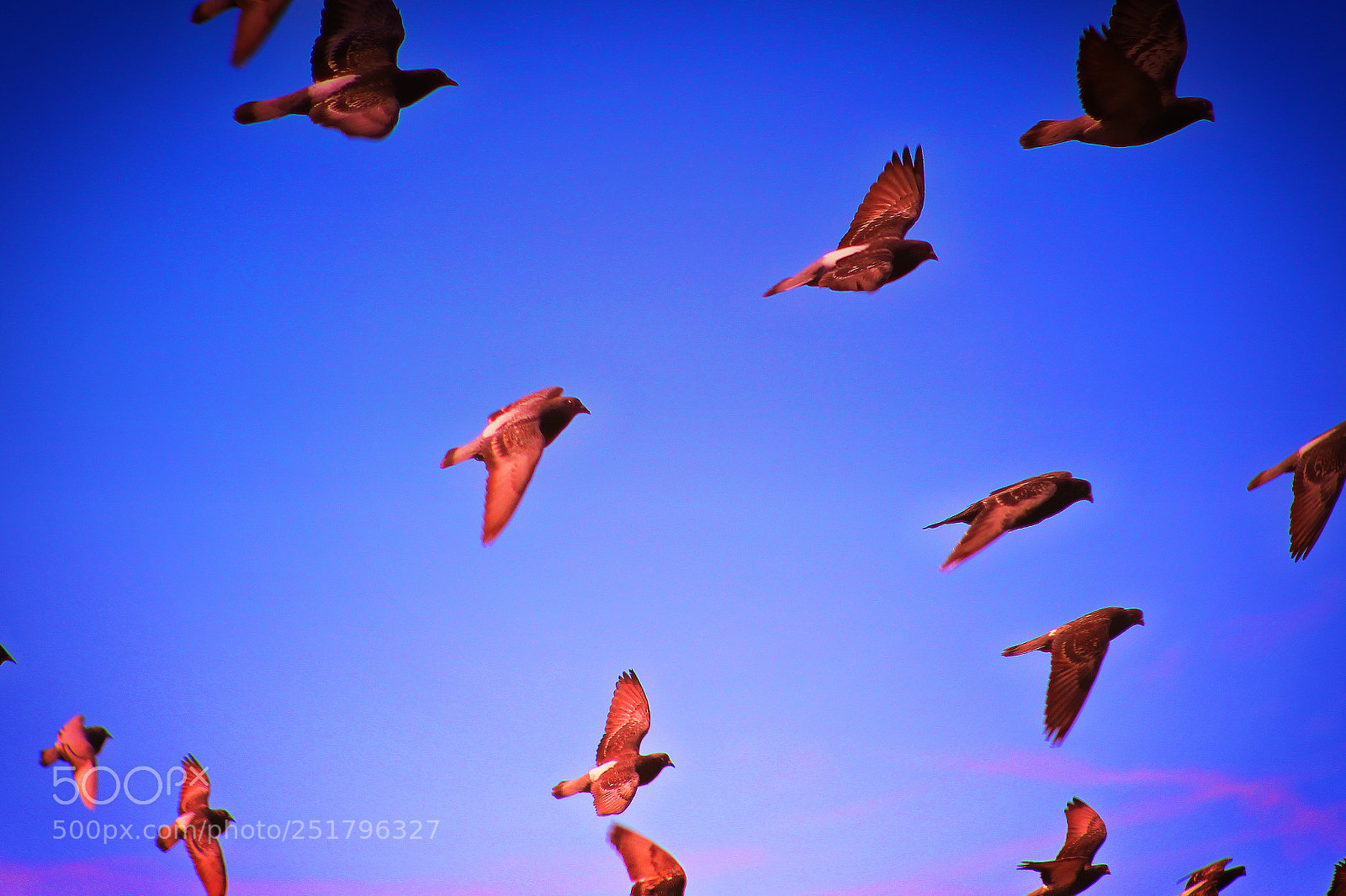 Canon EOS 700D (EOS Rebel T5i / EOS Kiss X7i) sample photo. Pigeons i photography