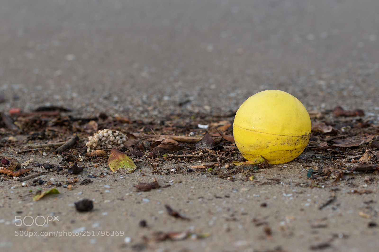 Nikon D5600 sample photo. Yellow ball photography