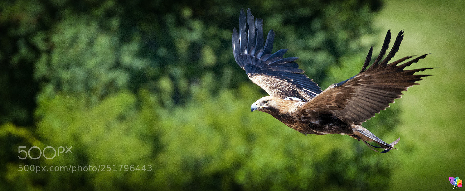Nikon D300 sample photo. Bird of prey photography