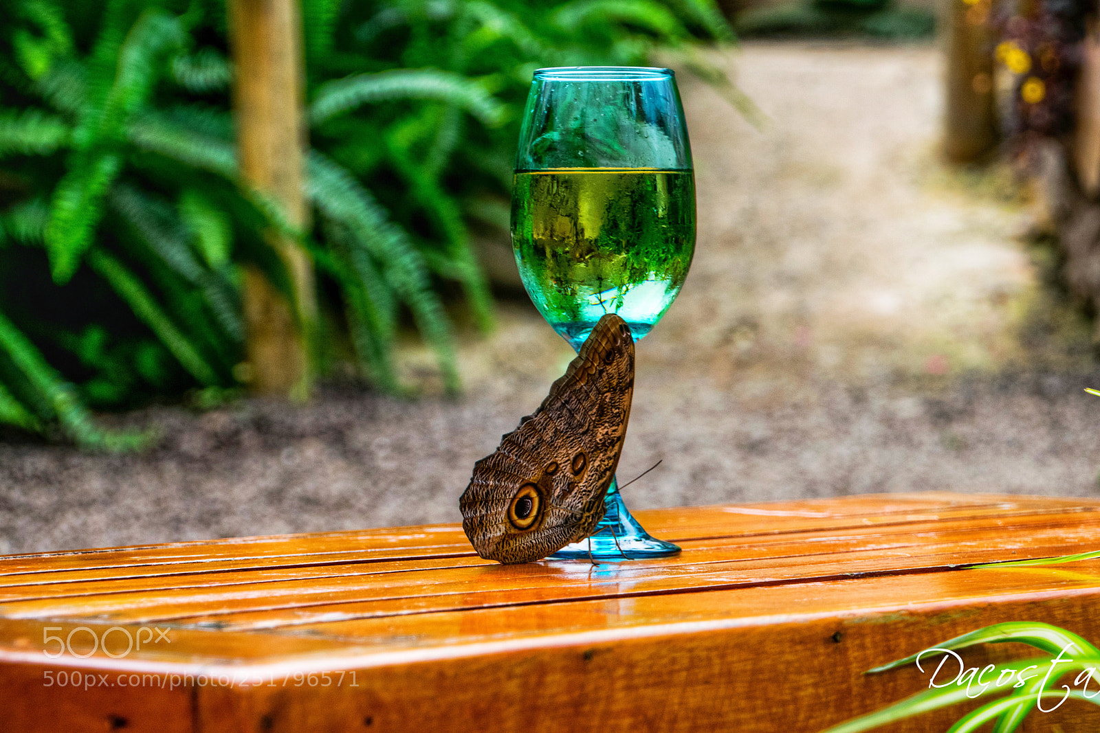 Nikon D5300 sample photo. Mariposa photography