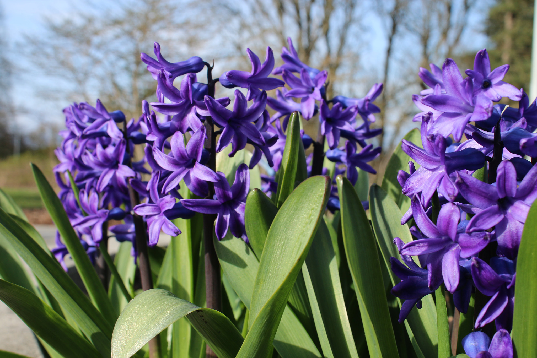 Canon EOS 70D sample photo. Happy easter photography