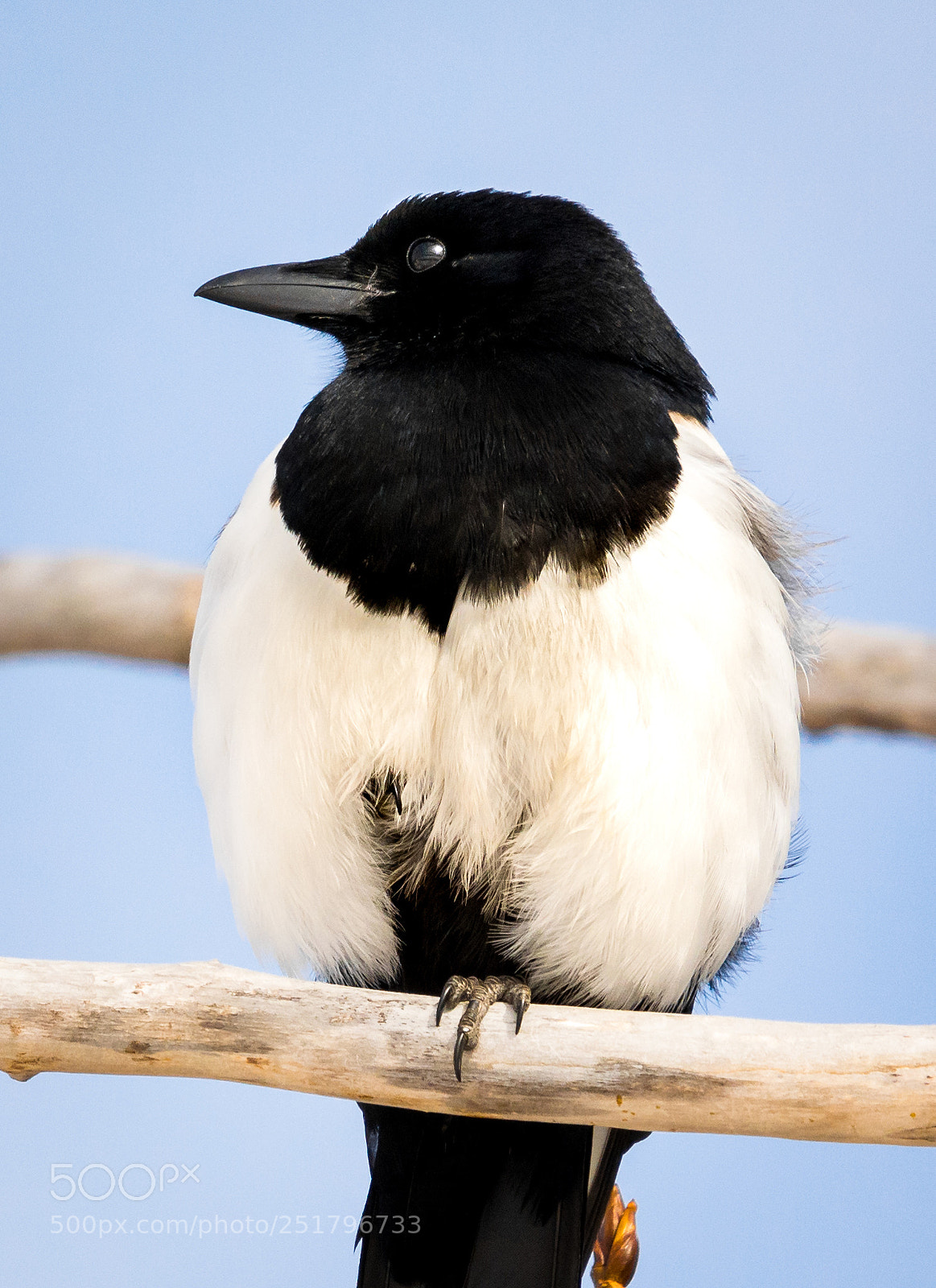 Nikon D5200 sample photo. Magpie close up photography