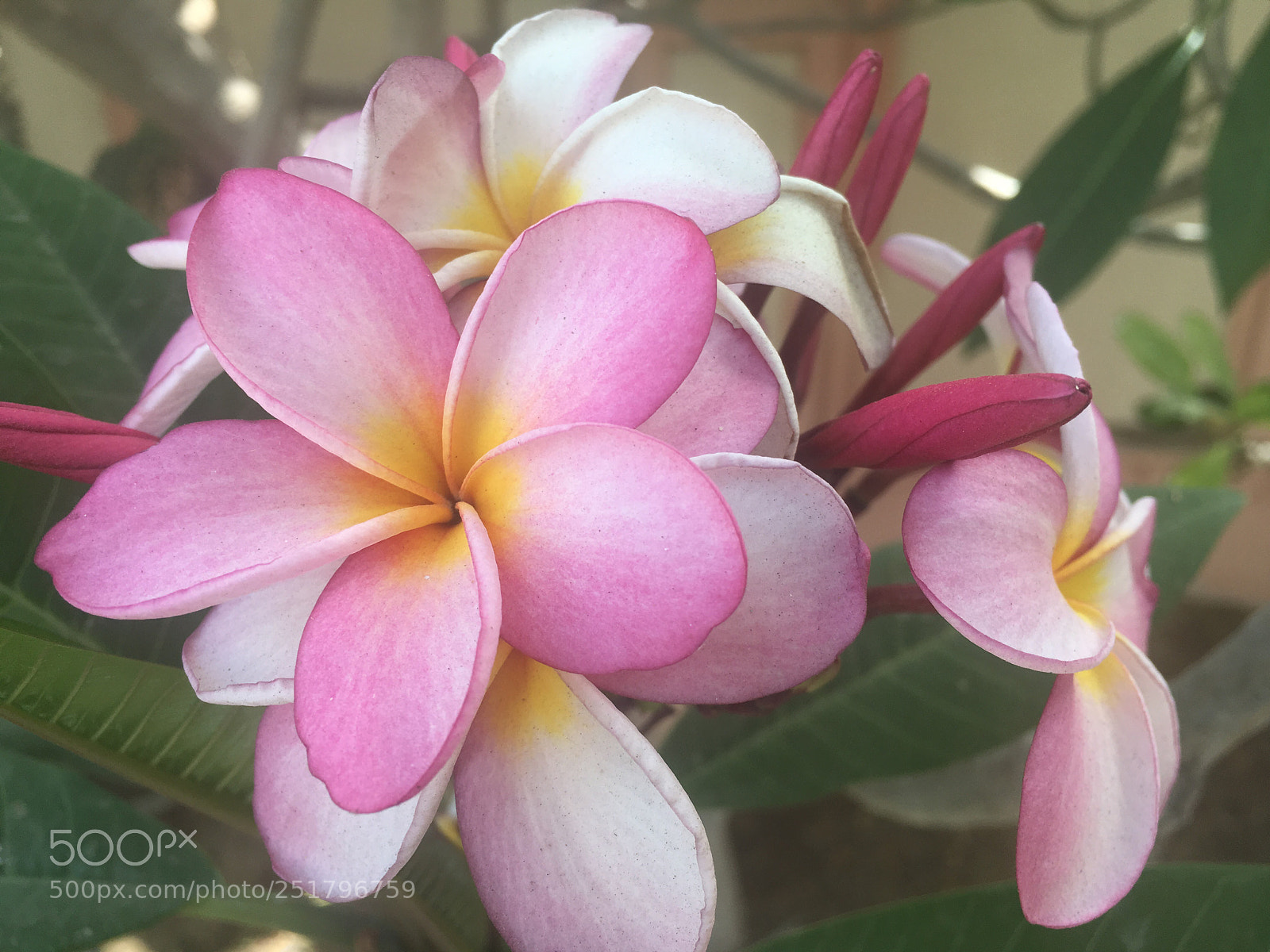 Apple iPhone 6s sample photo. Pink in bloom photography