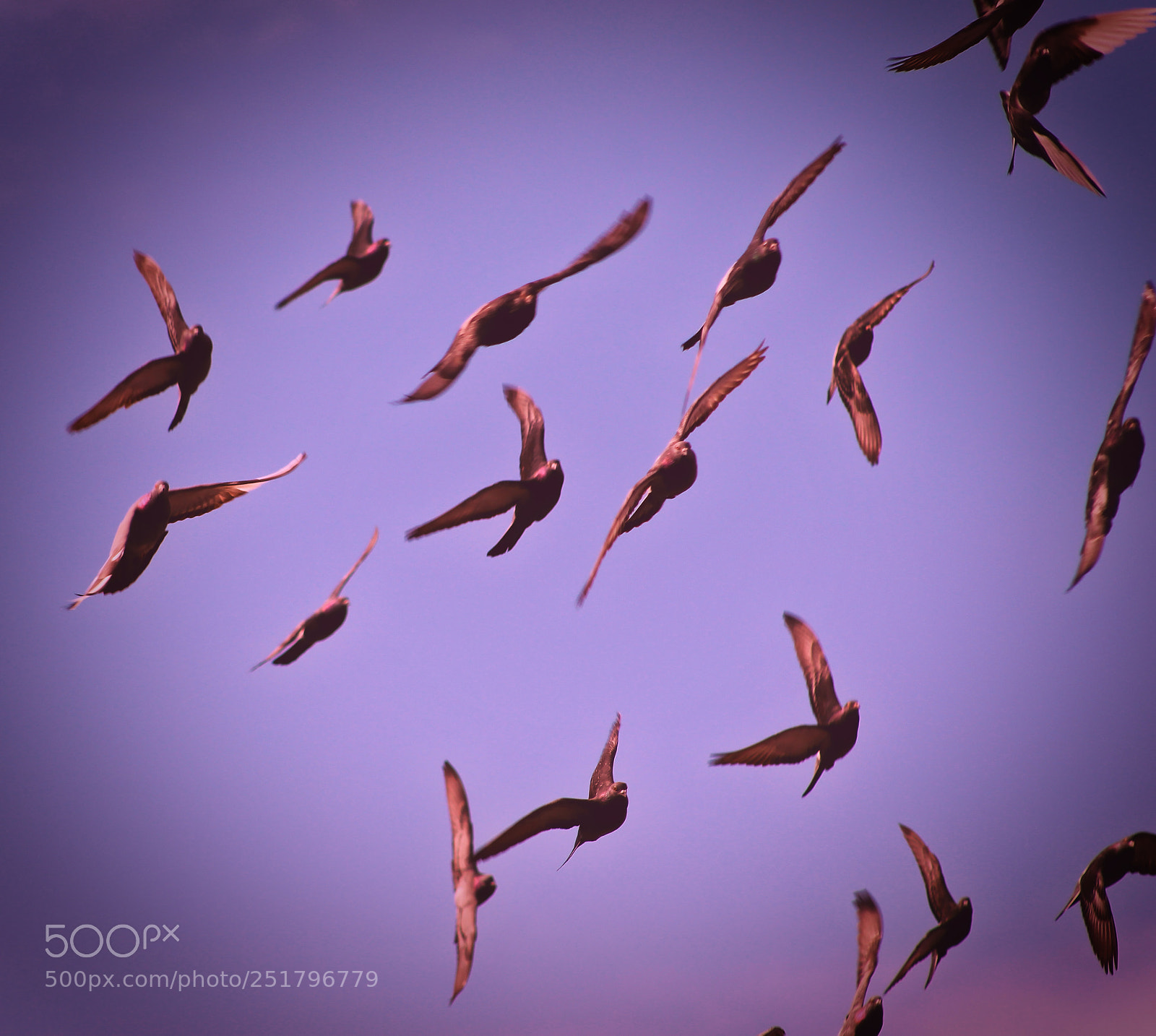 Canon EOS 700D (EOS Rebel T5i / EOS Kiss X7i) sample photo. Pigeons ii photography