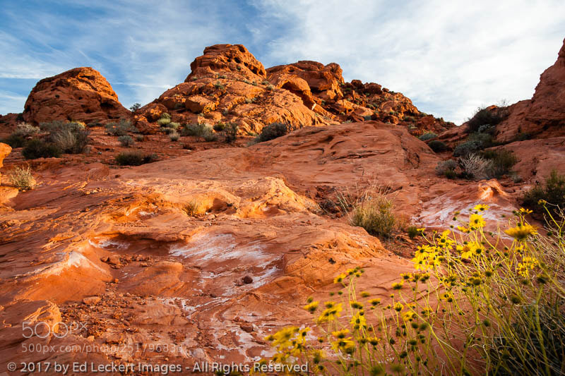 Canon EOS 5D Mark II sample photo. Sandstone and wildflowers, valley photography