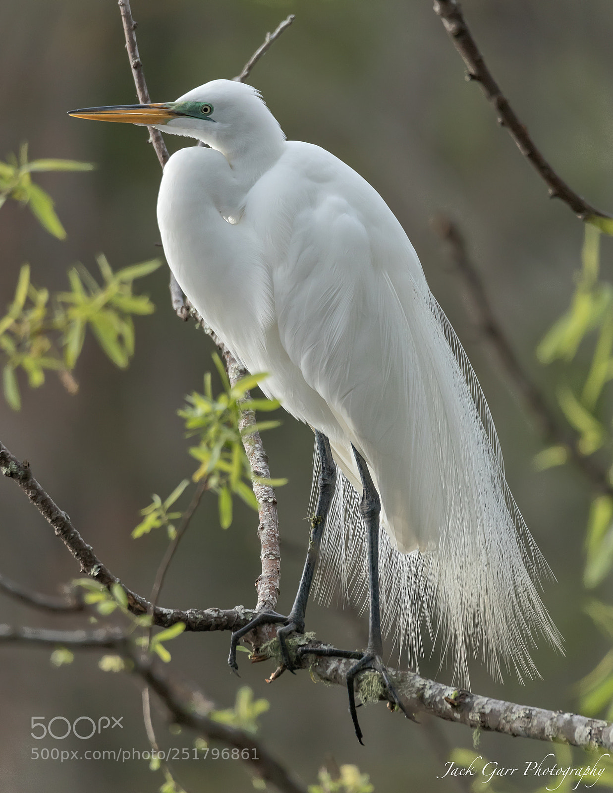 Canon EOS-1D X Mark II sample photo. Great white egret photography