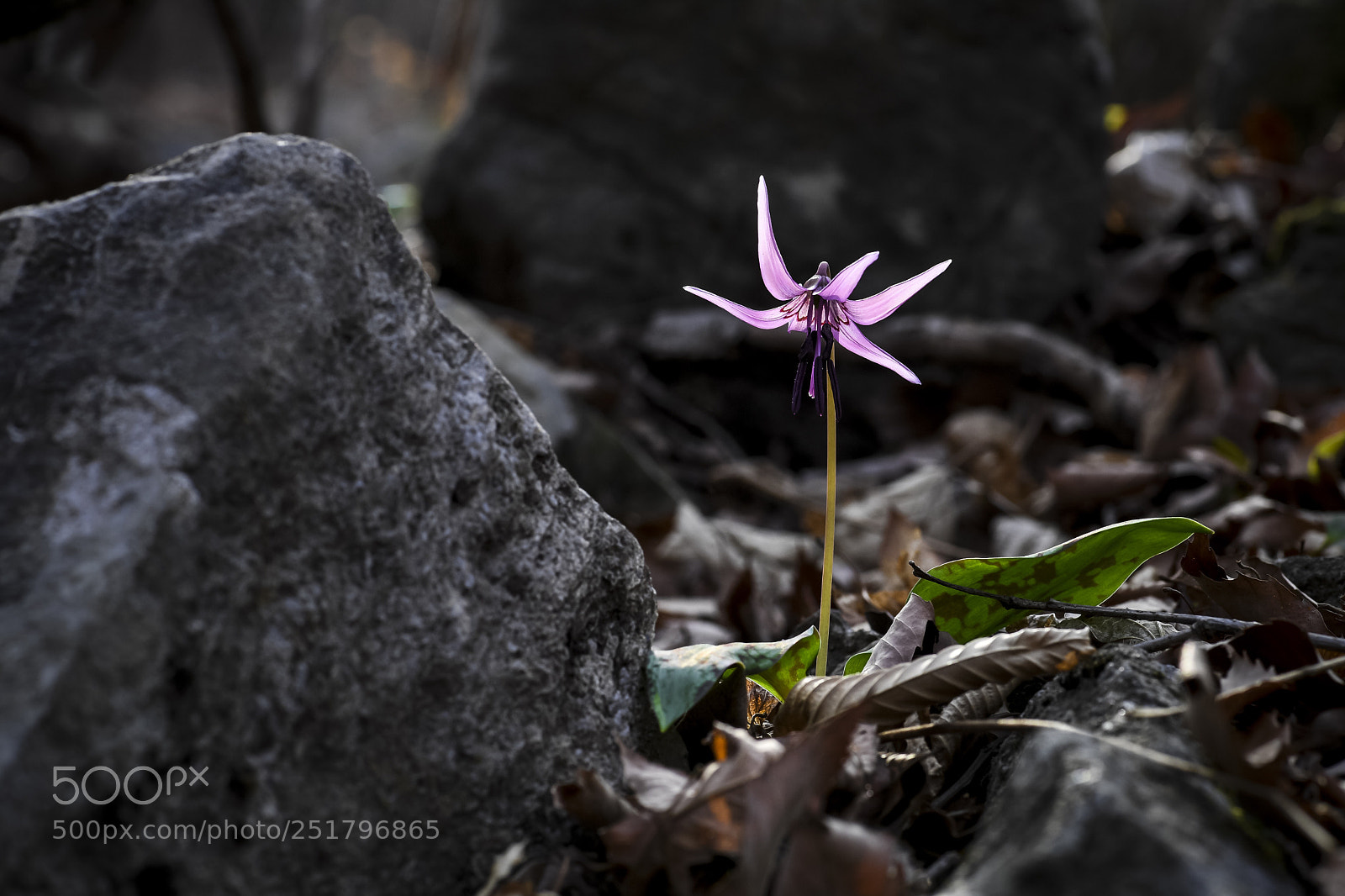 Nikon D5 sample photo. Dog-tooth violet photography