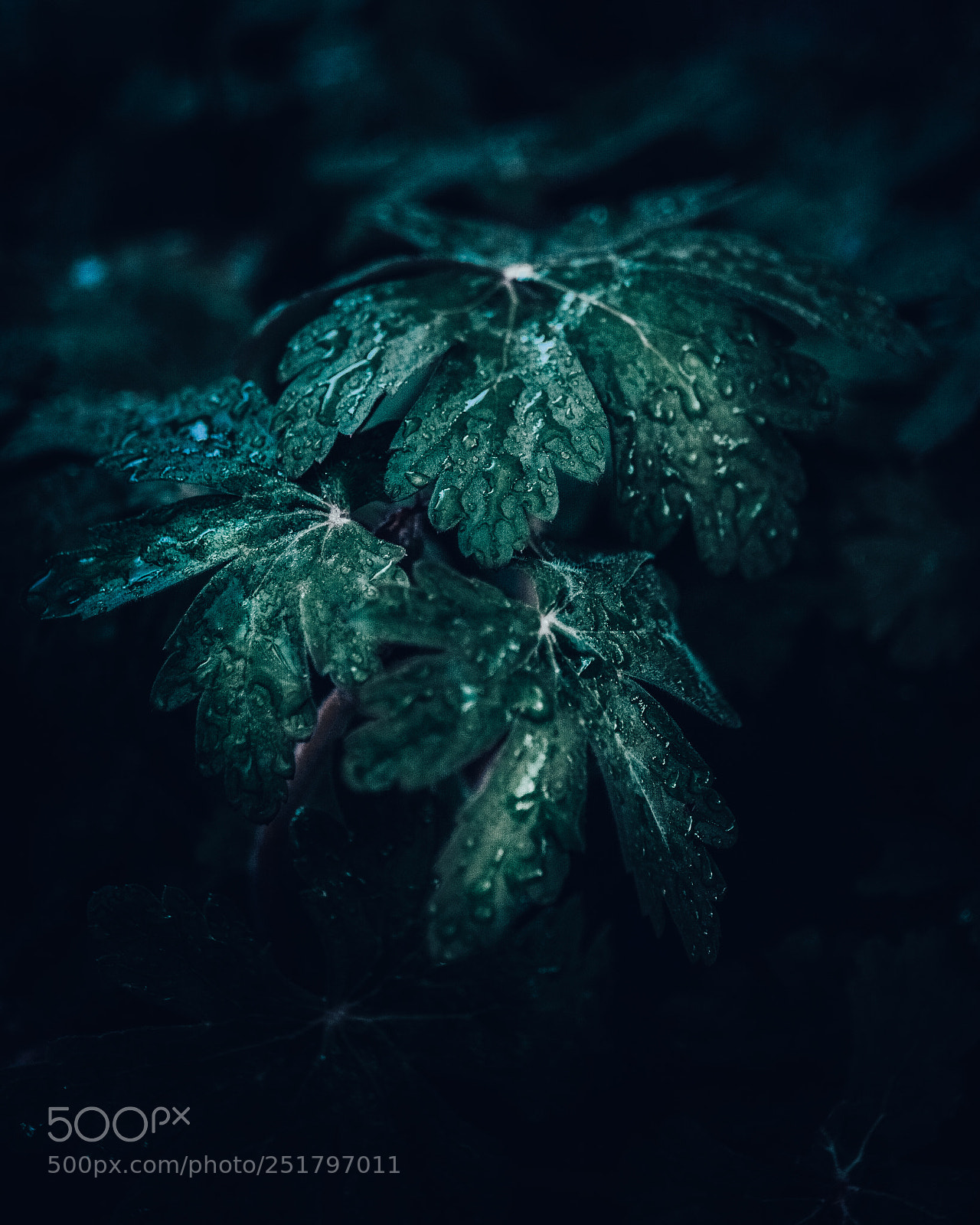 Nikon D610 sample photo. Untitled photography