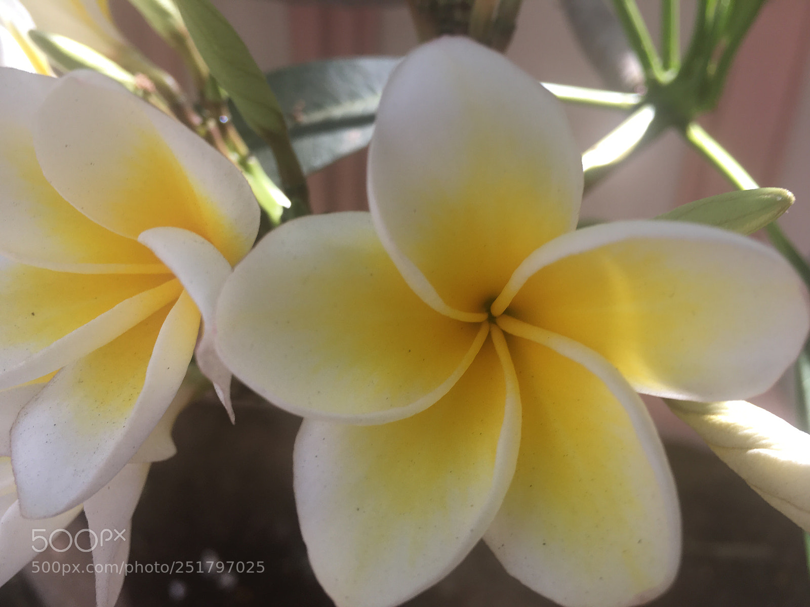 Apple iPhone 6s sample photo. Yellow in bloom photography
