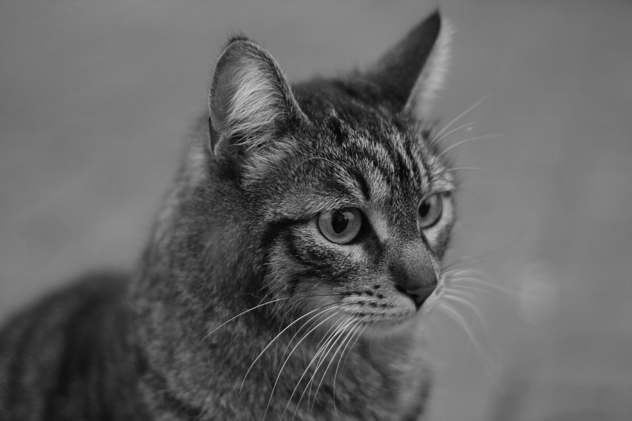Canon EOS 450D (EOS Rebel XSi / EOS Kiss X2) sample photo. Cat portrait photography
