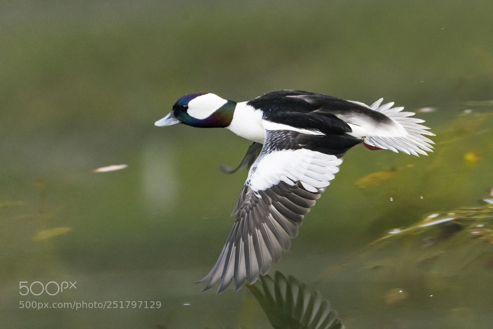 Nikon D850 sample photo. Bufflehead duck photography