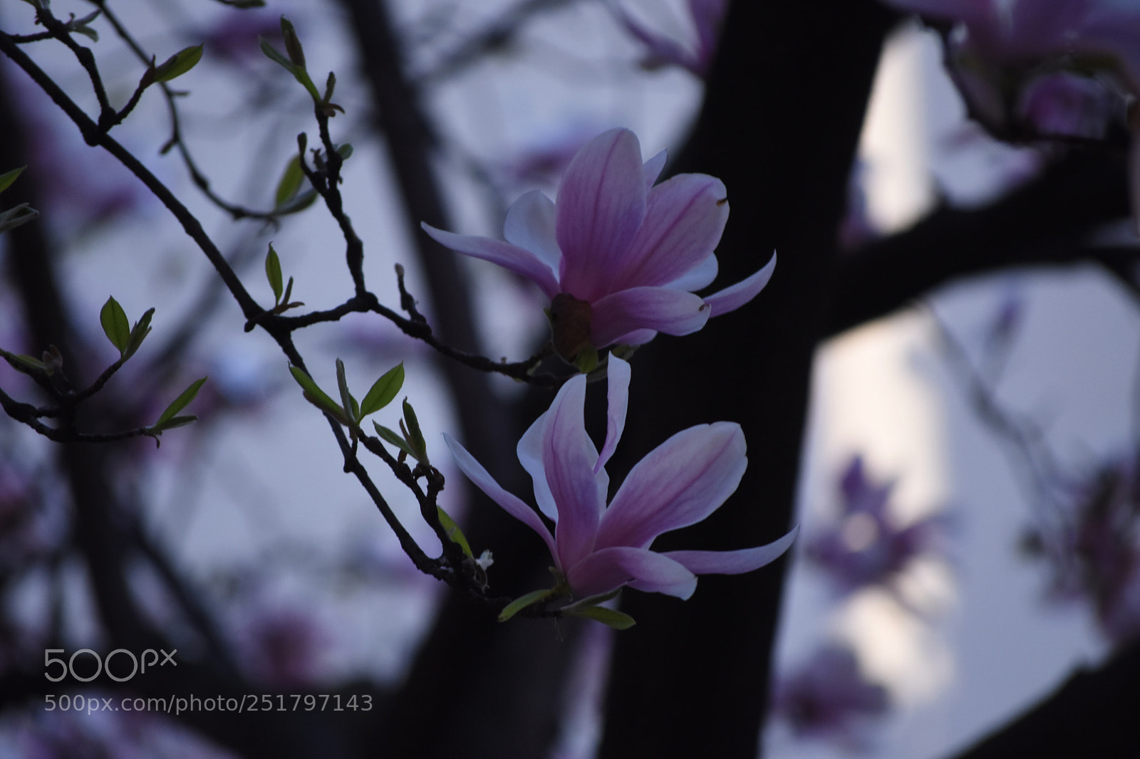 Nikon D7200 sample photo. Untitled photography