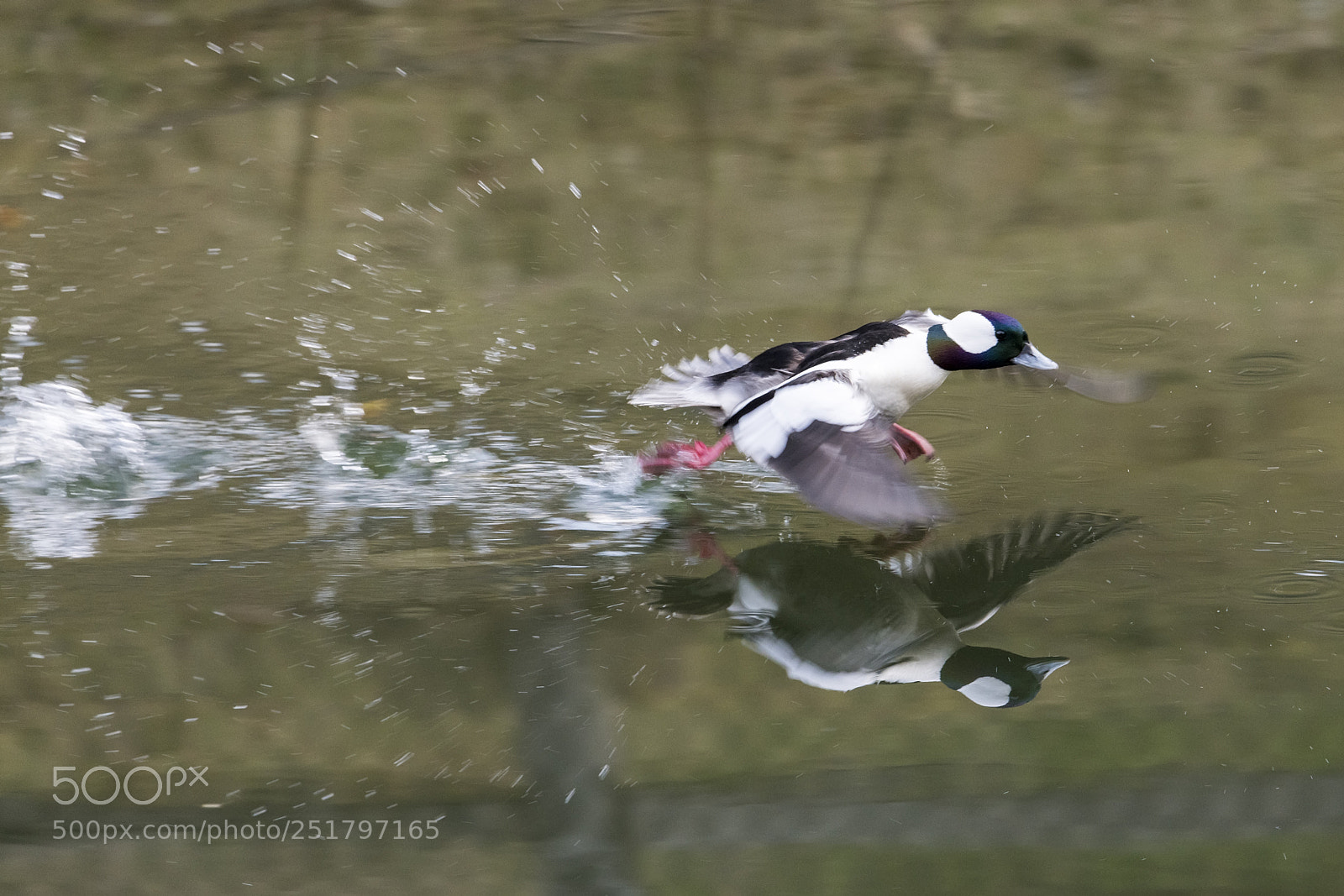 Nikon D850 sample photo. Bufflehead duck photography