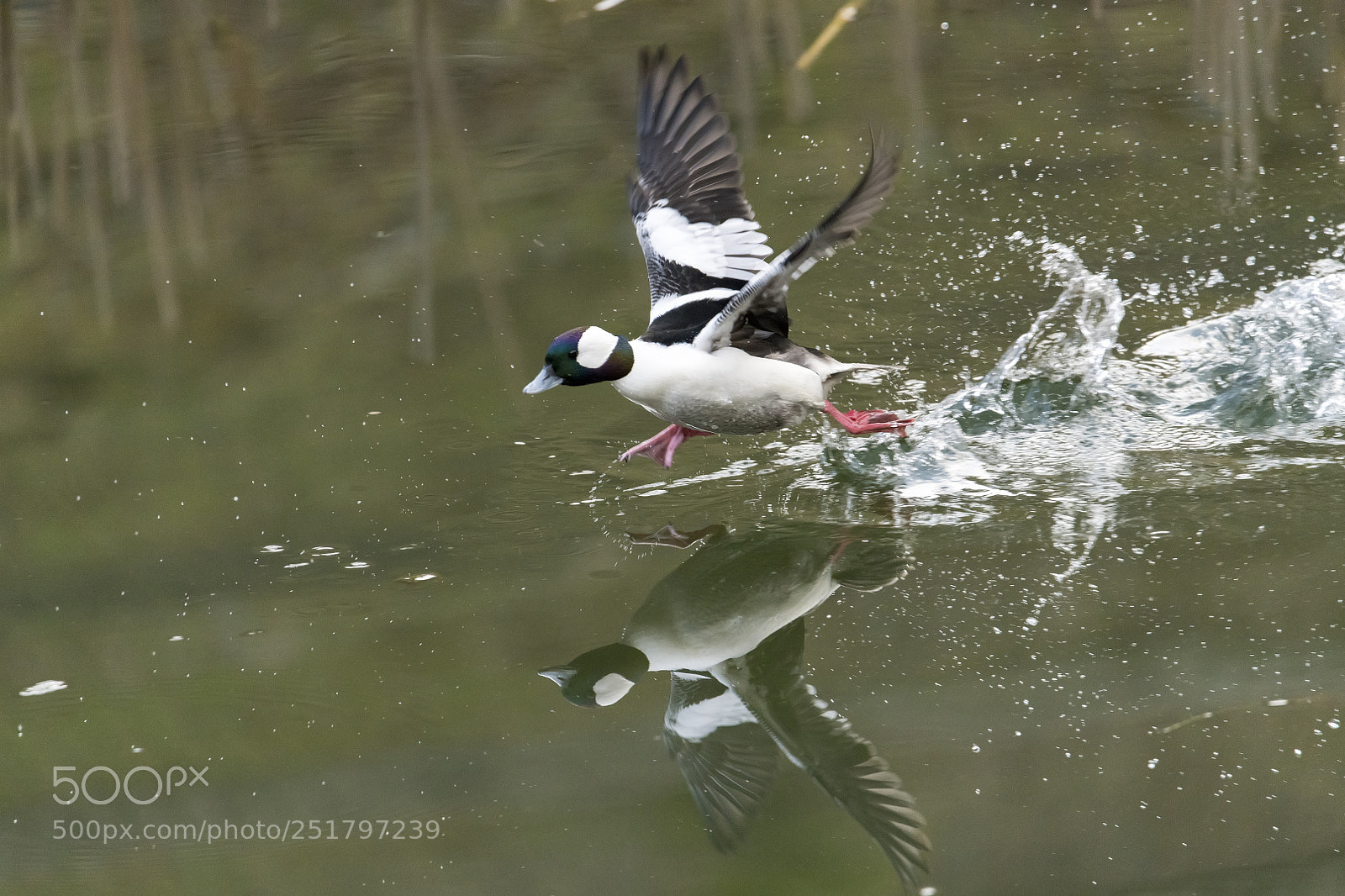 Nikon D850 sample photo. Bufflehead duck photography