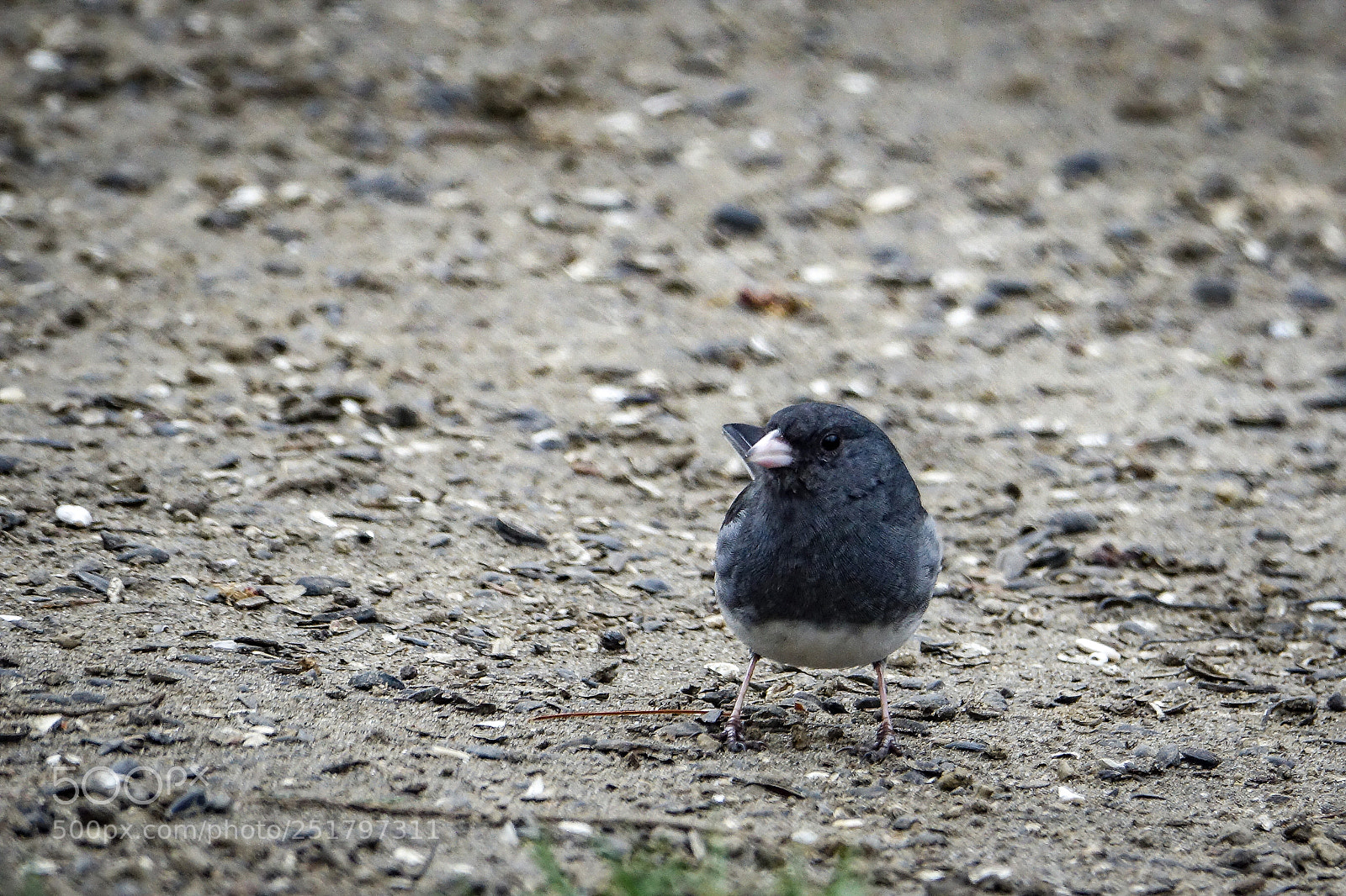 Sony Cyber-shot DSC-RX10 III sample photo. Snowbird says yes photography
