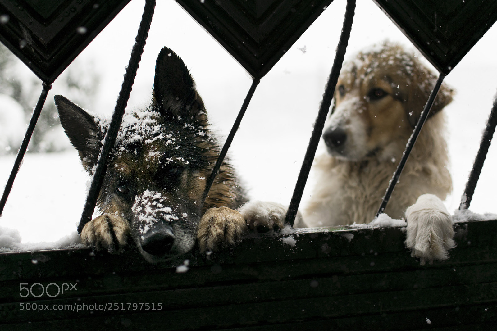 Nikon D3300 sample photo. Dog couple photography