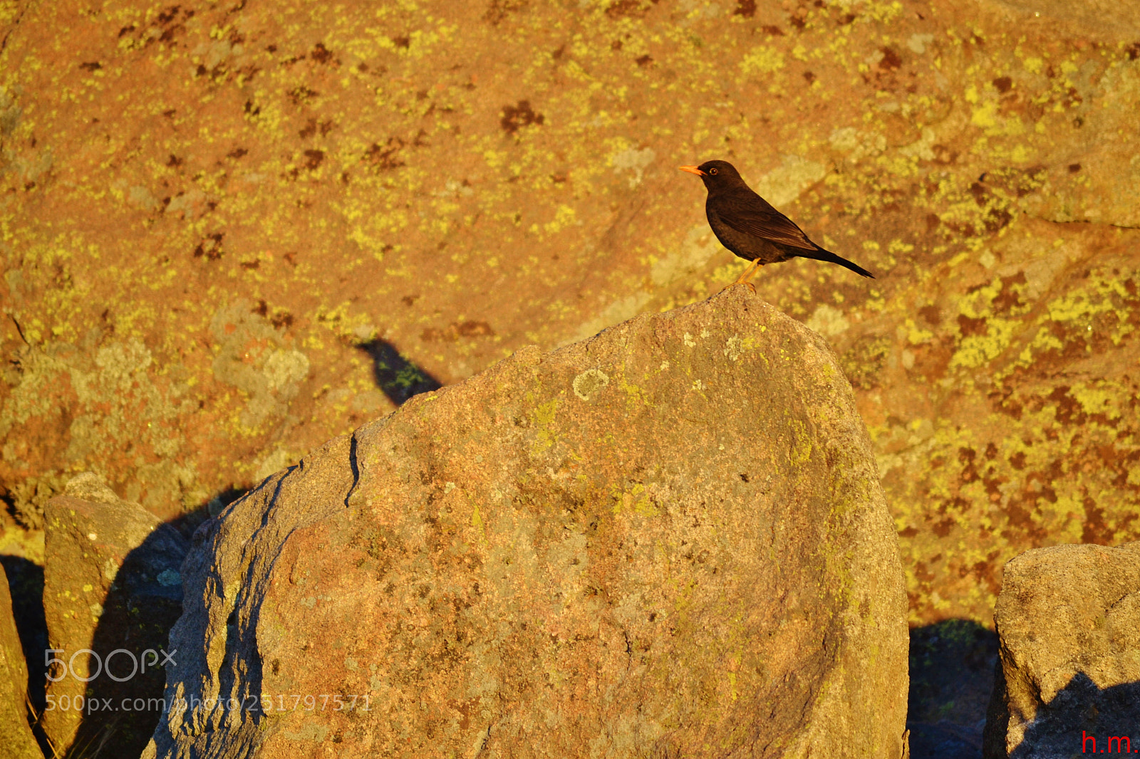Nikon D3100 sample photo. Fdd o photography
