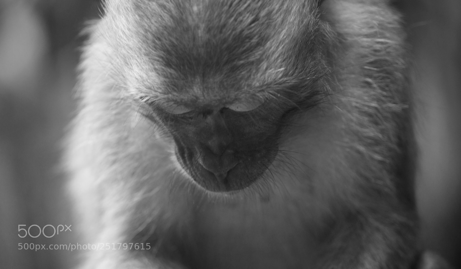 Canon EOS 450D (EOS Rebel XSi / EOS Kiss X2) sample photo. Monkey photography
