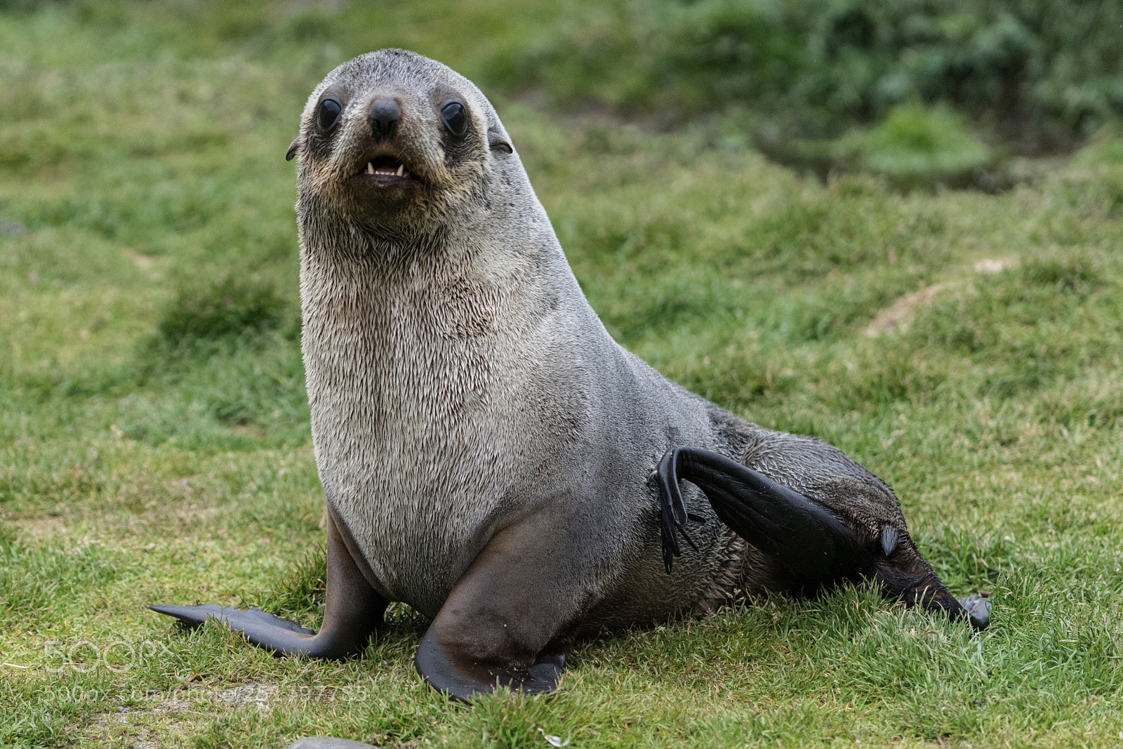 Sony a7R II sample photo. Grytviken, south georgia photography