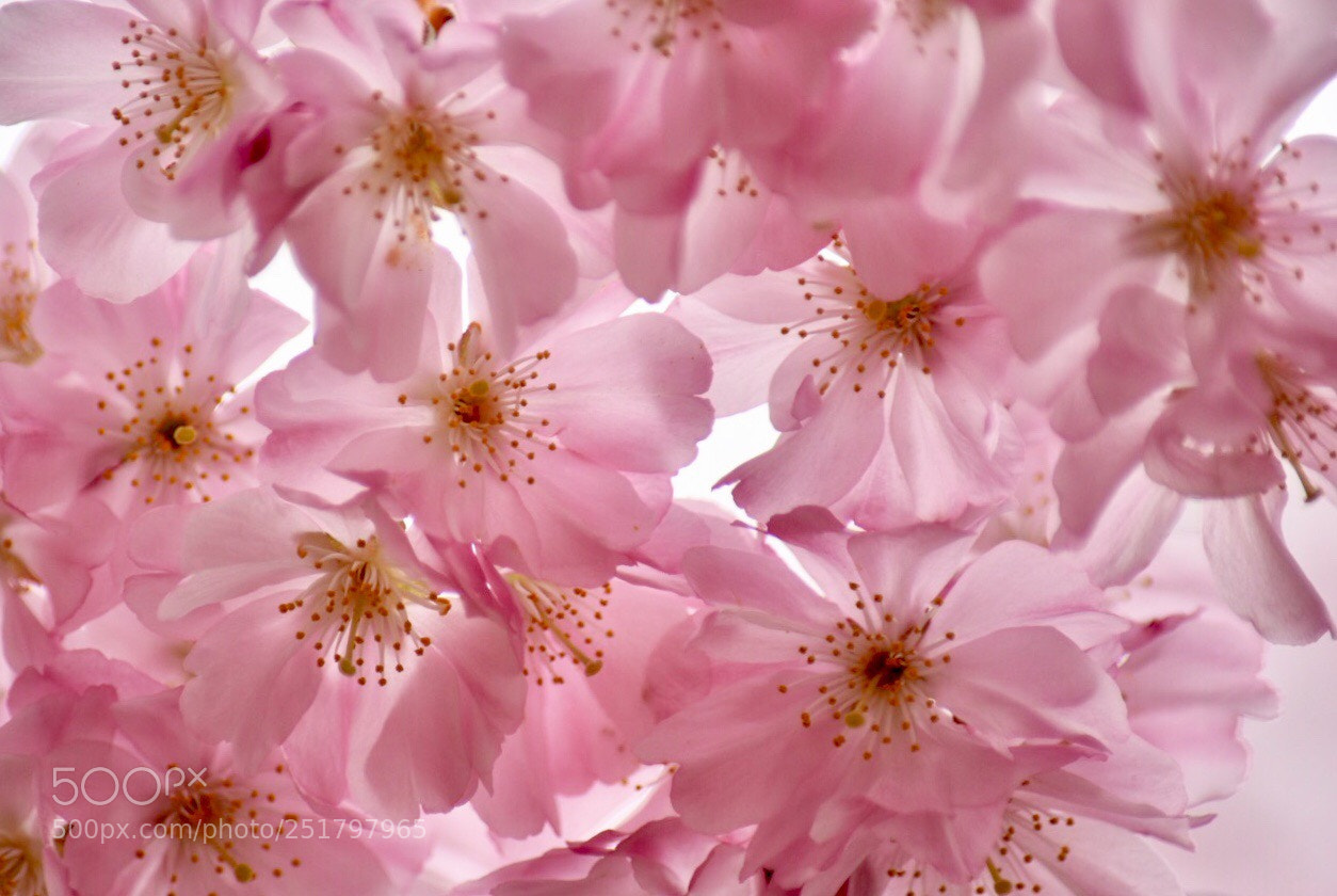 Nikon D7200 sample photo. Cherry blossom  photography