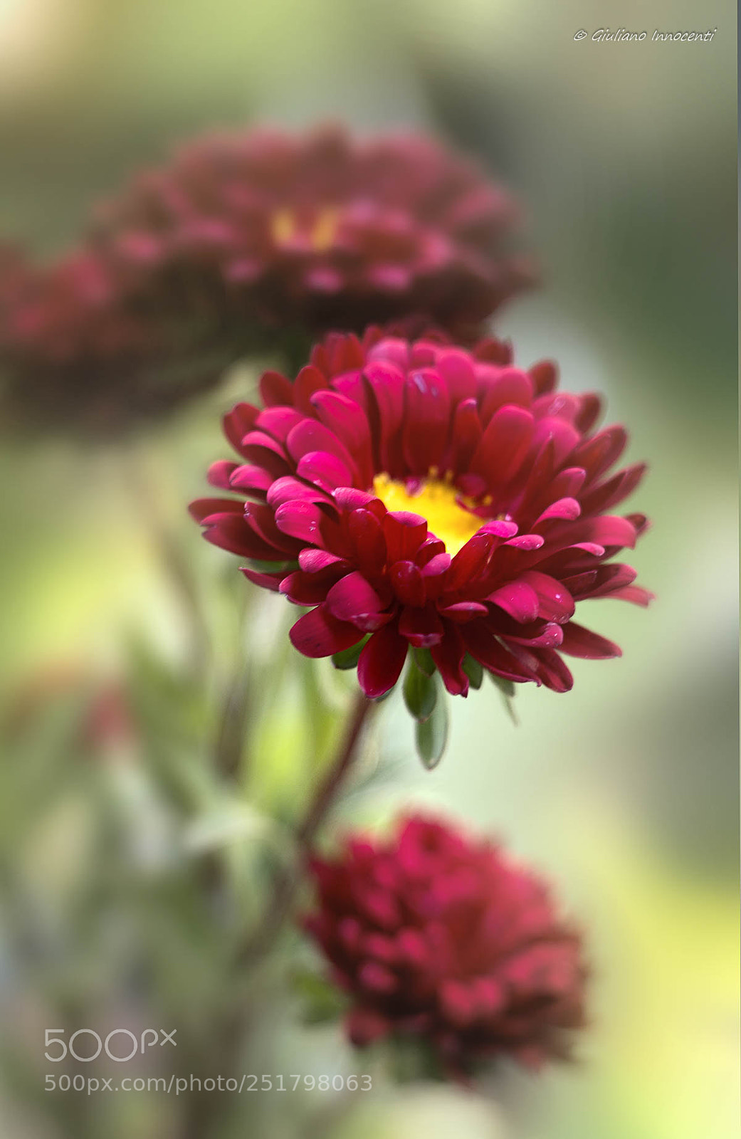 Nikon D7200 sample photo. Flower photography