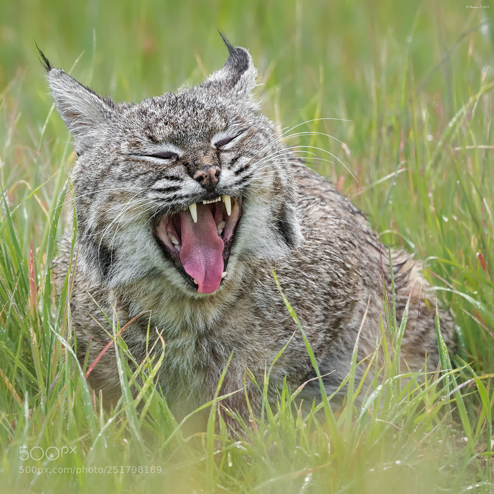 Nikon D810 sample photo. Yawn photography