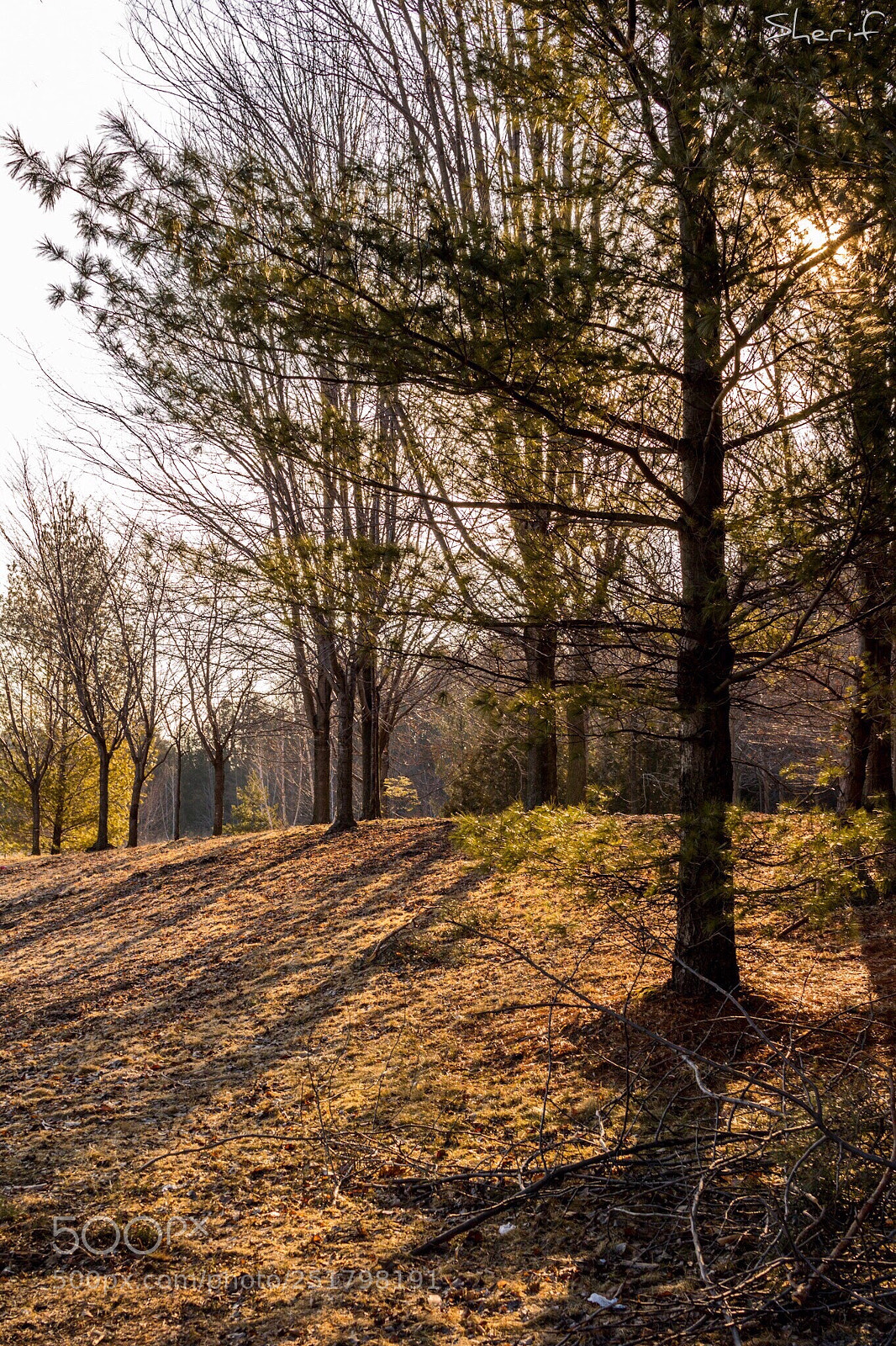Canon EOS 750D (EOS Rebel T6i / EOS Kiss X8i) sample photo. Richmond hill, ontario  photography
