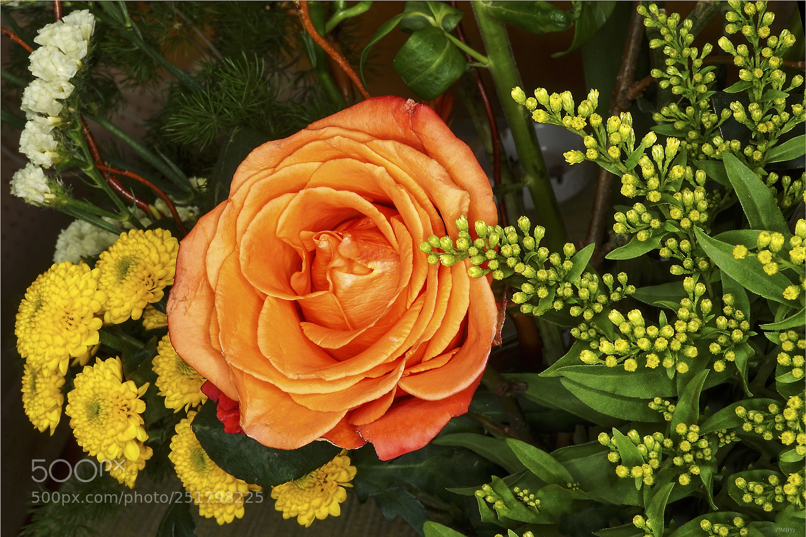 Sony ILCA-77M2 sample photo. A salmon-colored rose photography