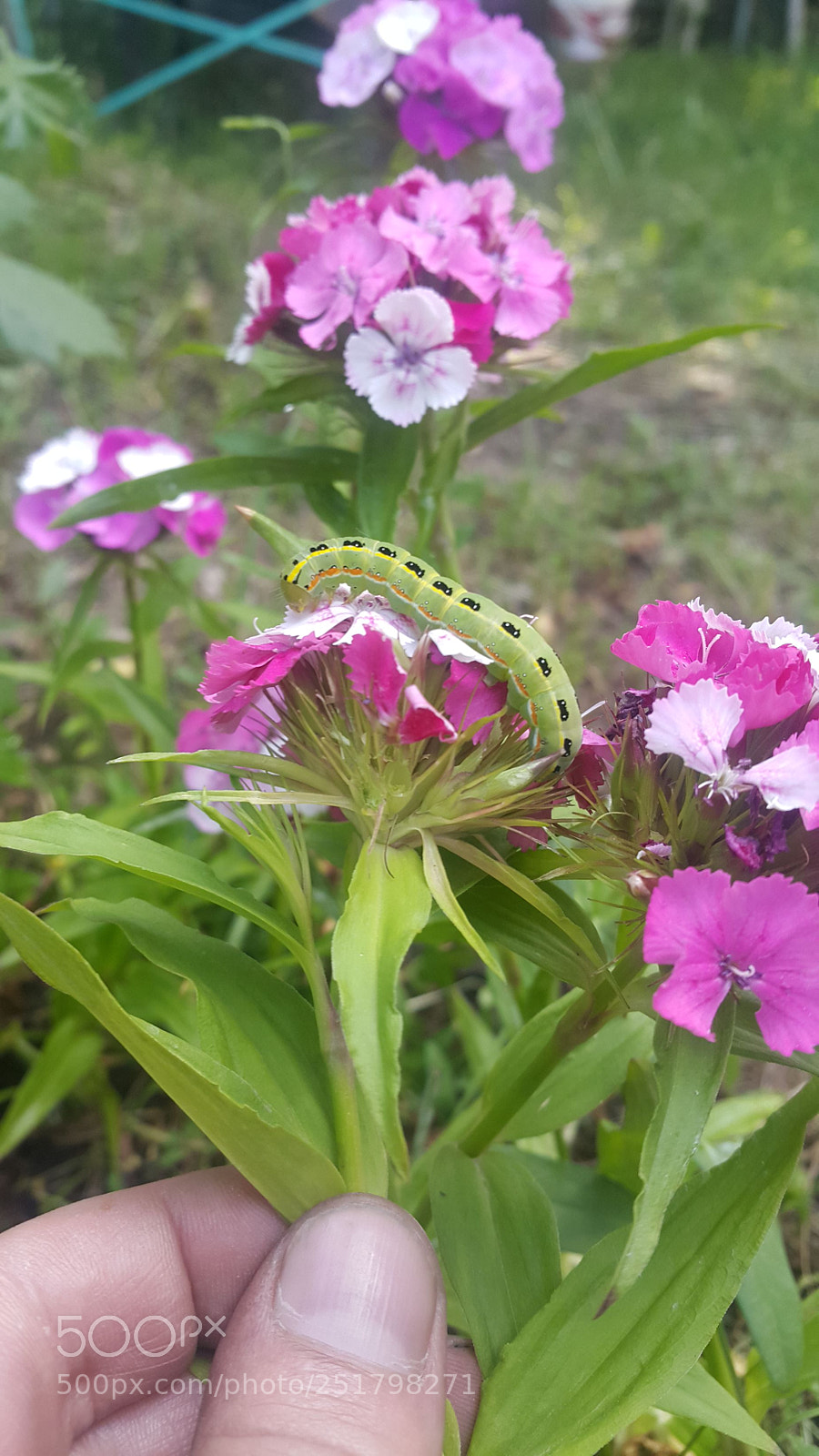 Samsung Galaxy Note5 sample photo. Untitled photography
