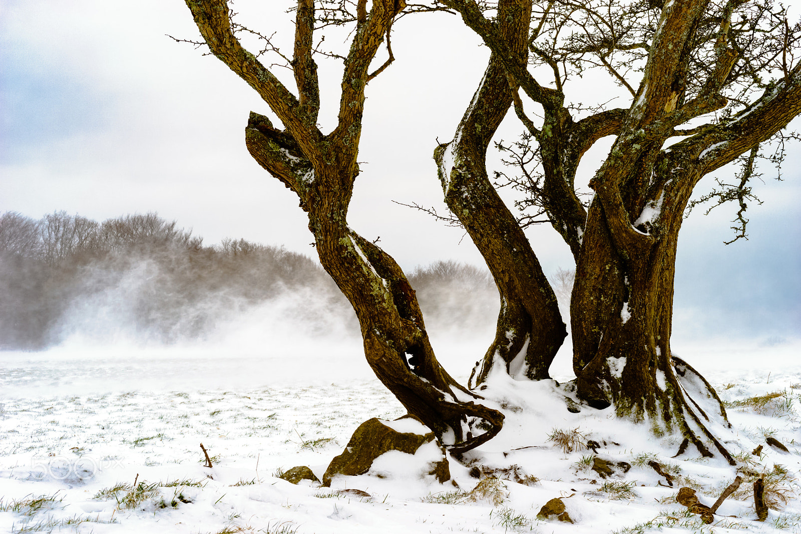 Sony a7 sample photo. Tree trunks in snow photography