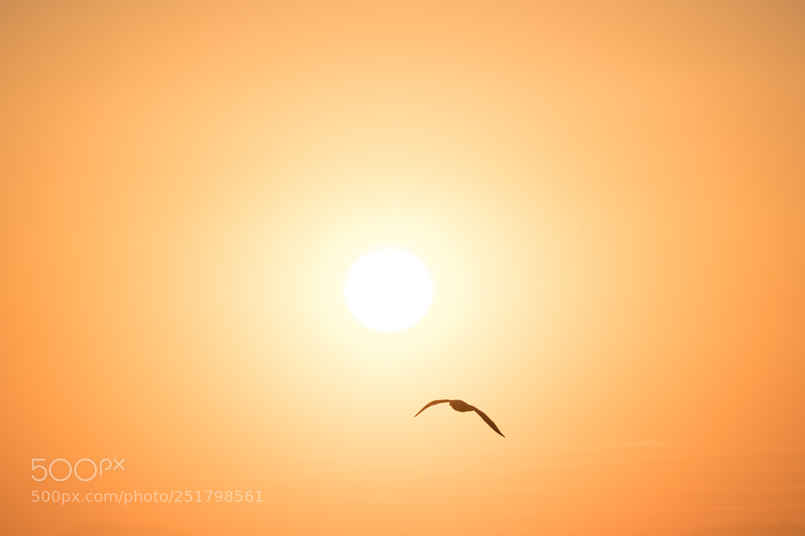 Nikon D500 sample photo. Silhouette photography