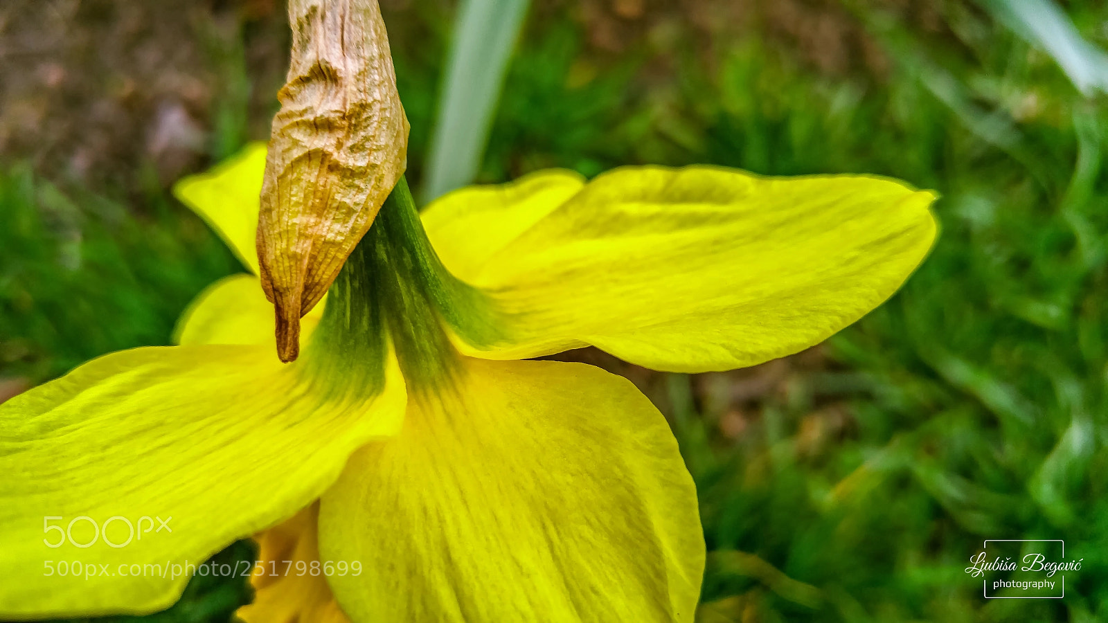 LG G4 sample photo. Narcissus photography