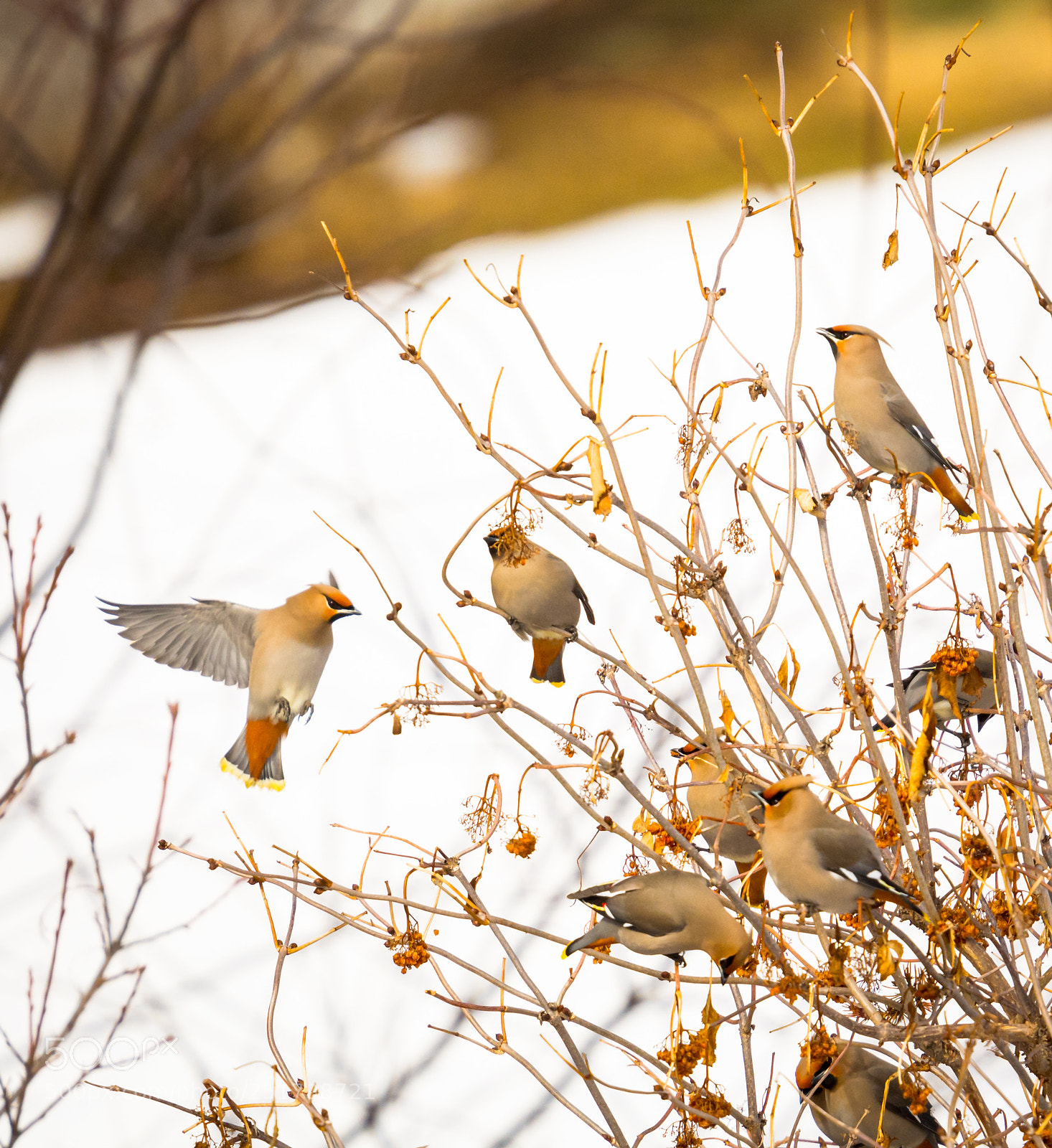 Nikon D5200 sample photo. Bird in flight photography