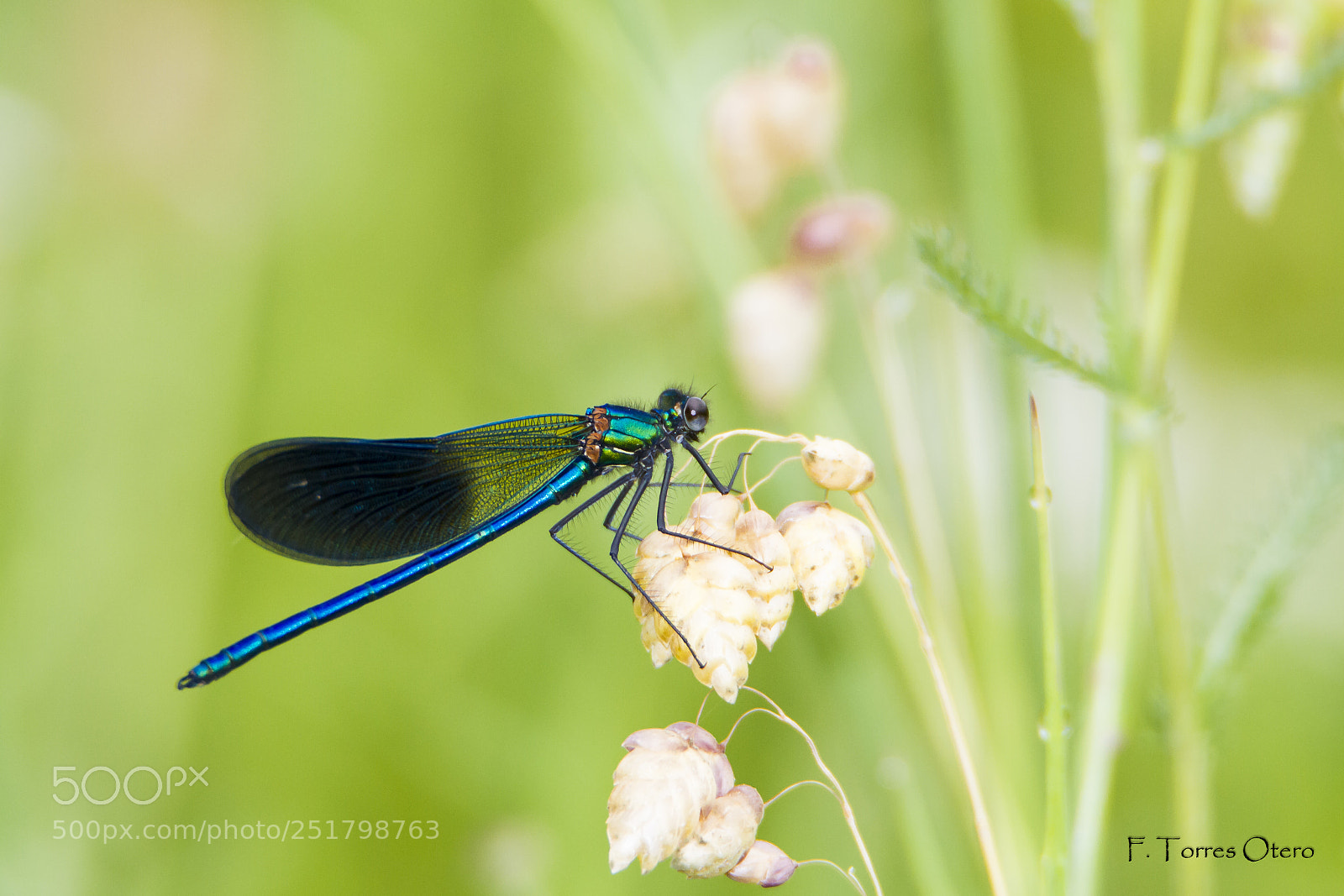 Canon EOS 7D sample photo. Callopteryx xanthostoma ♂ photography